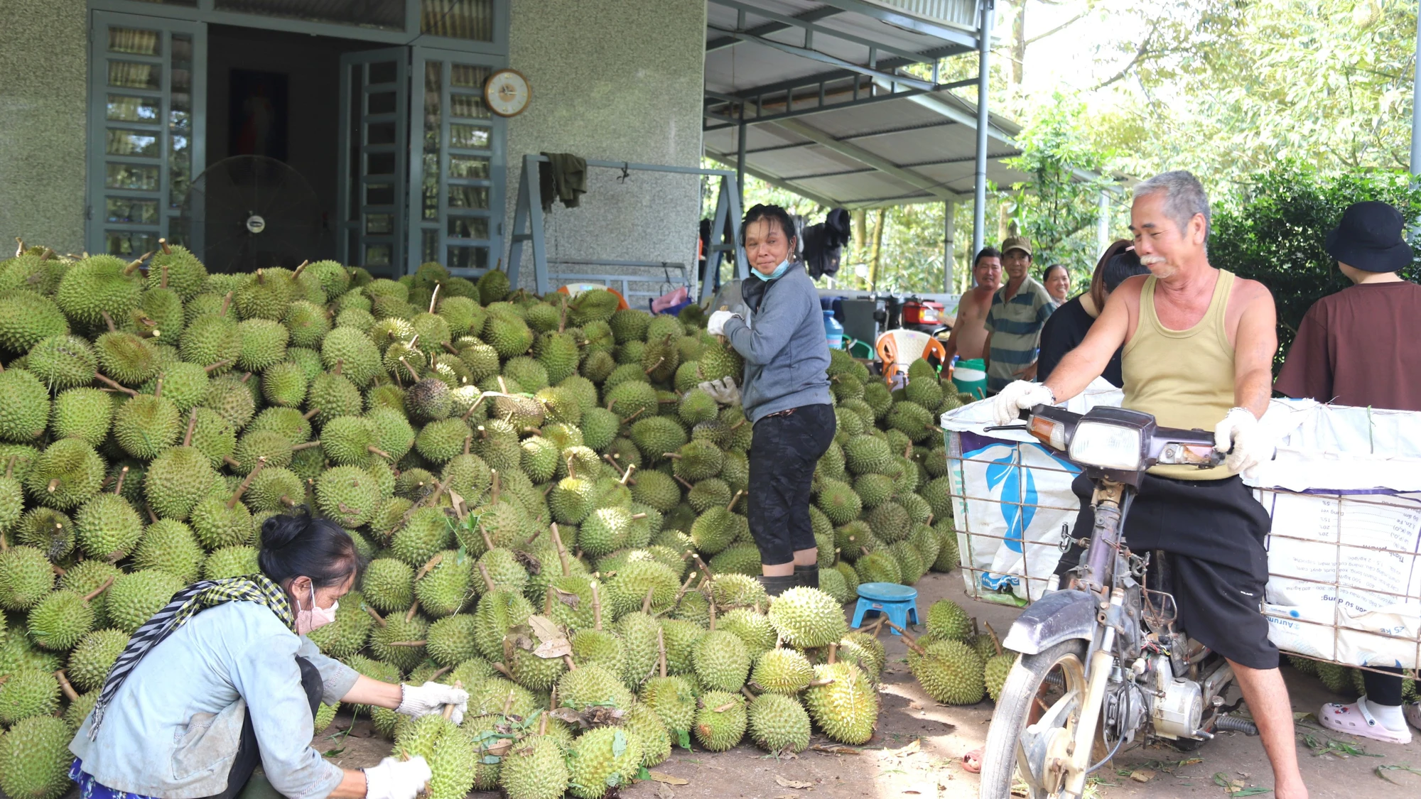 Ở địa bàn huyện Đạ Huoai có trên 50 cơ sở thu mua sầu riêng để xuất khẩu. Nhiều chủ vựa cho hay, dù sản lượng sầu riêng năm nay đạt hơn mọi năm nhưng vẫn không đủ đáp ứng cho nhu cầu của các đầu mối thu mua lớn.