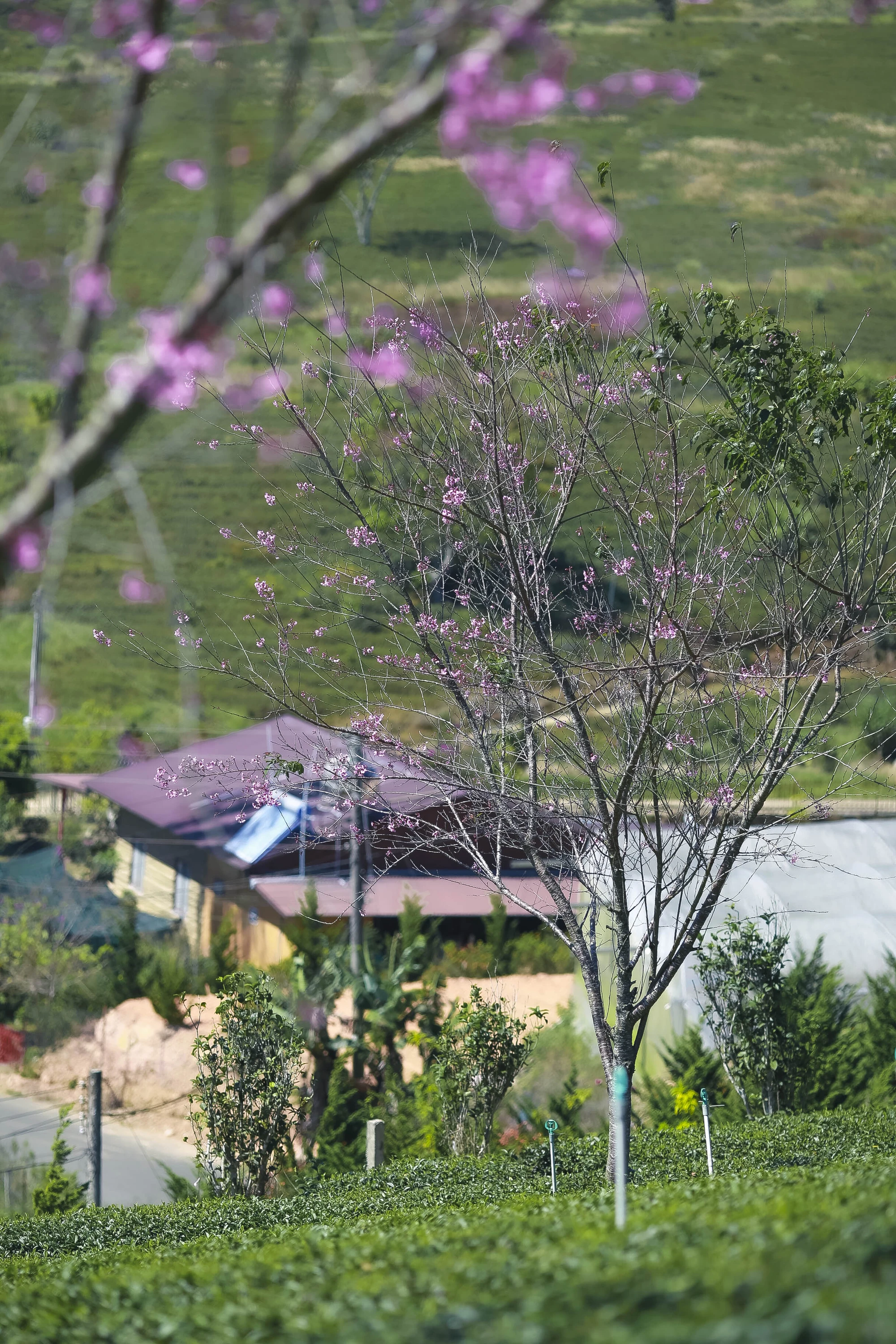 mai-anh-dao-8.jpg