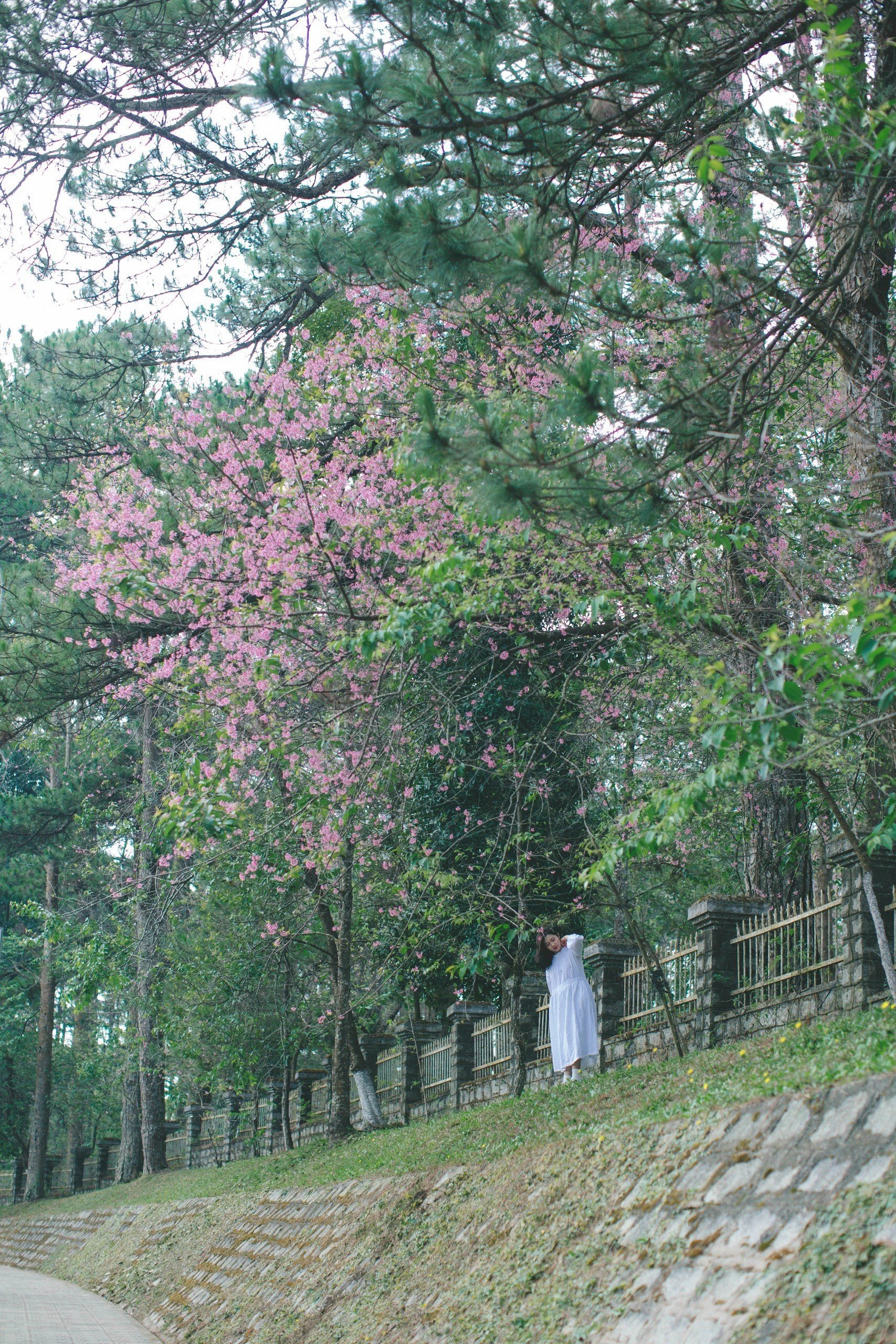 mai-anh-dao-8.jpg
