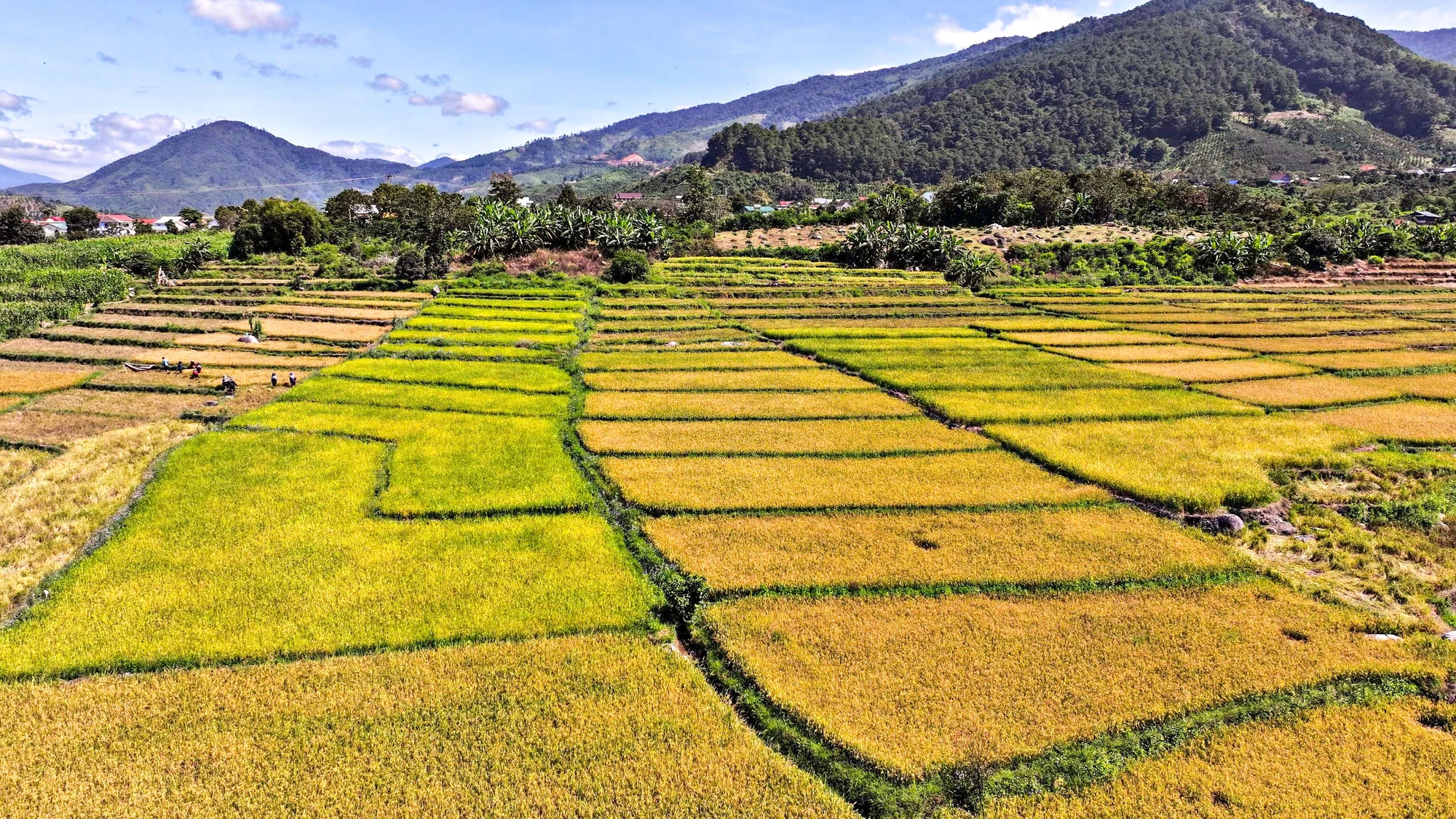huyen-dam-rong-18.jpg
