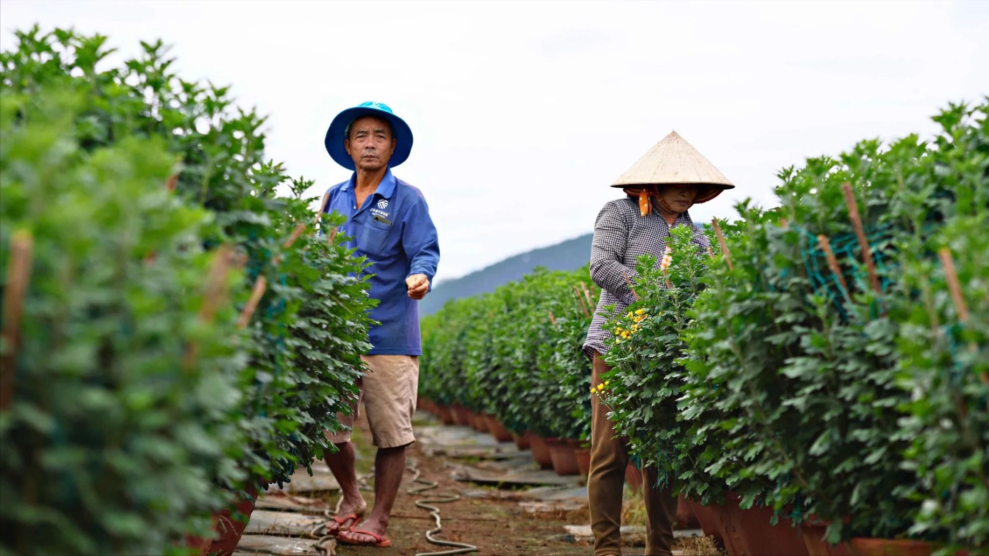 Có một làng hoa của người Quảng Ngãi ở Krăng Gọ 2