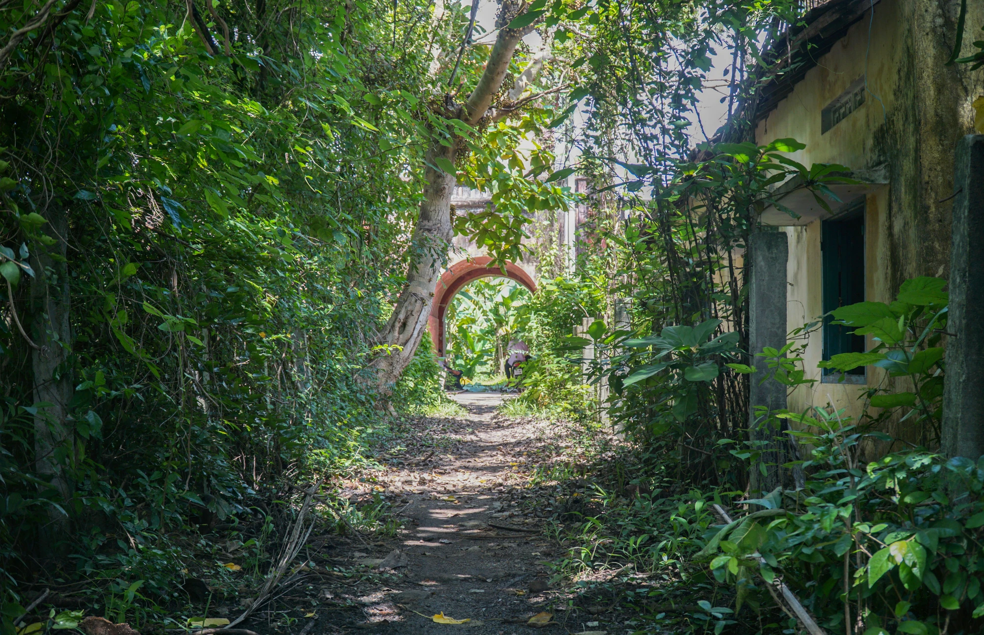 cỏ-dại.jpg