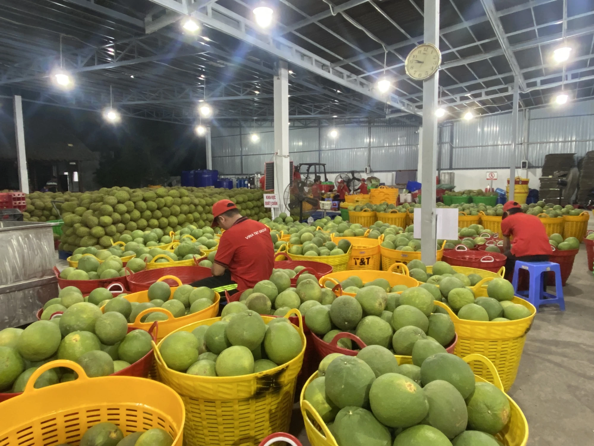 Bưởi, chanh Việt Nam rộng cửa vào Trung Quốc, kỳ vọng thêm nửa tỉ USD xuất khẩu