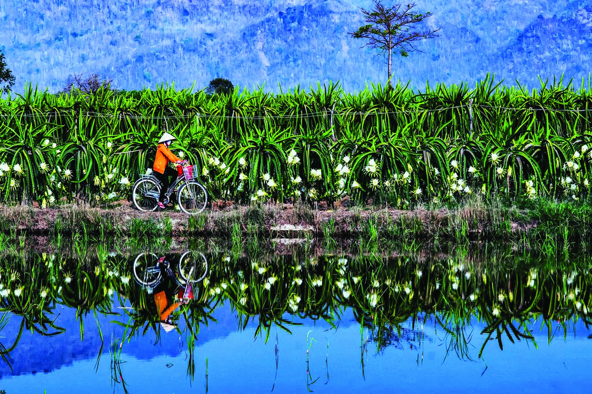 sự tích cánh đồng ánh sáng