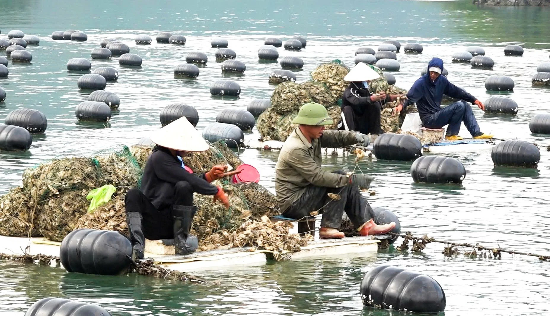Người dân tại Vân Đồn thu hoạch hàu. Ảnh: NGỌC SƠN