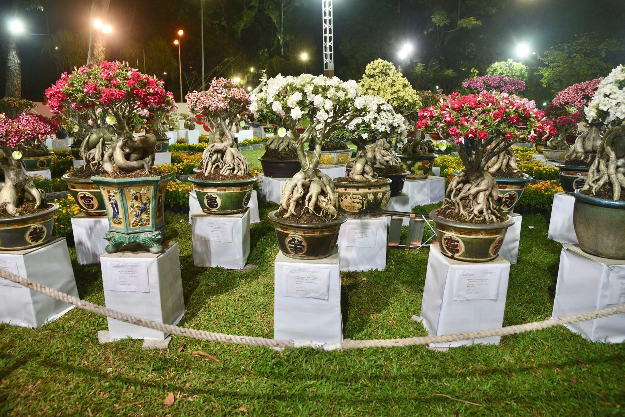 z7529255535079_5c79b542bc777c5eff3e2ed8796d46eaHội Hoa Xuân TP.HCM 2026.jpg