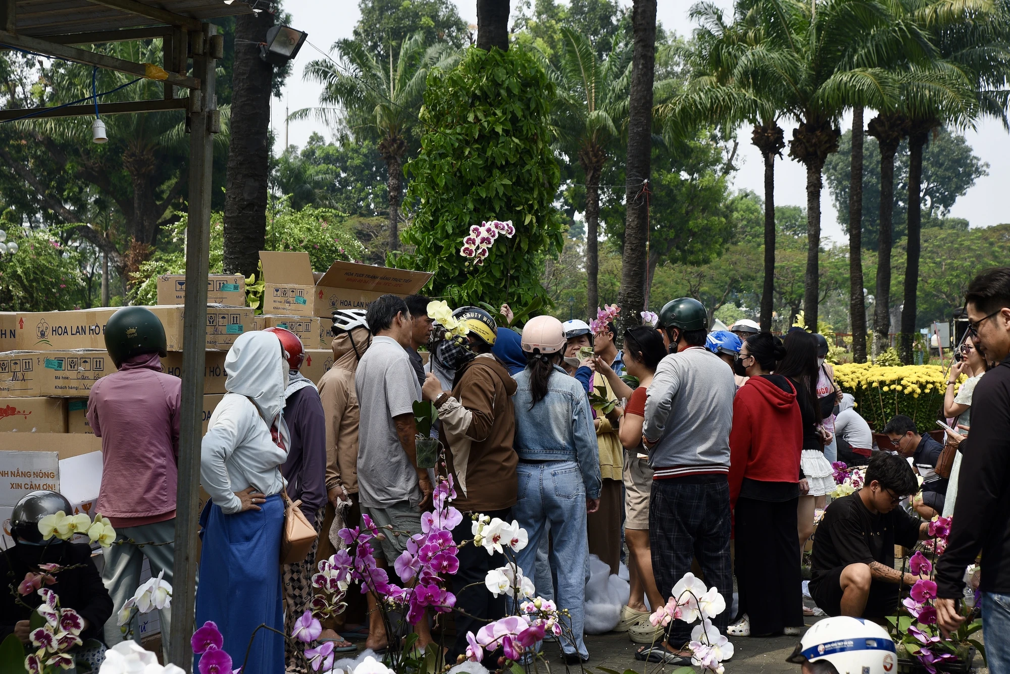 lan hồ điệp, chợ hoa, hoa tết