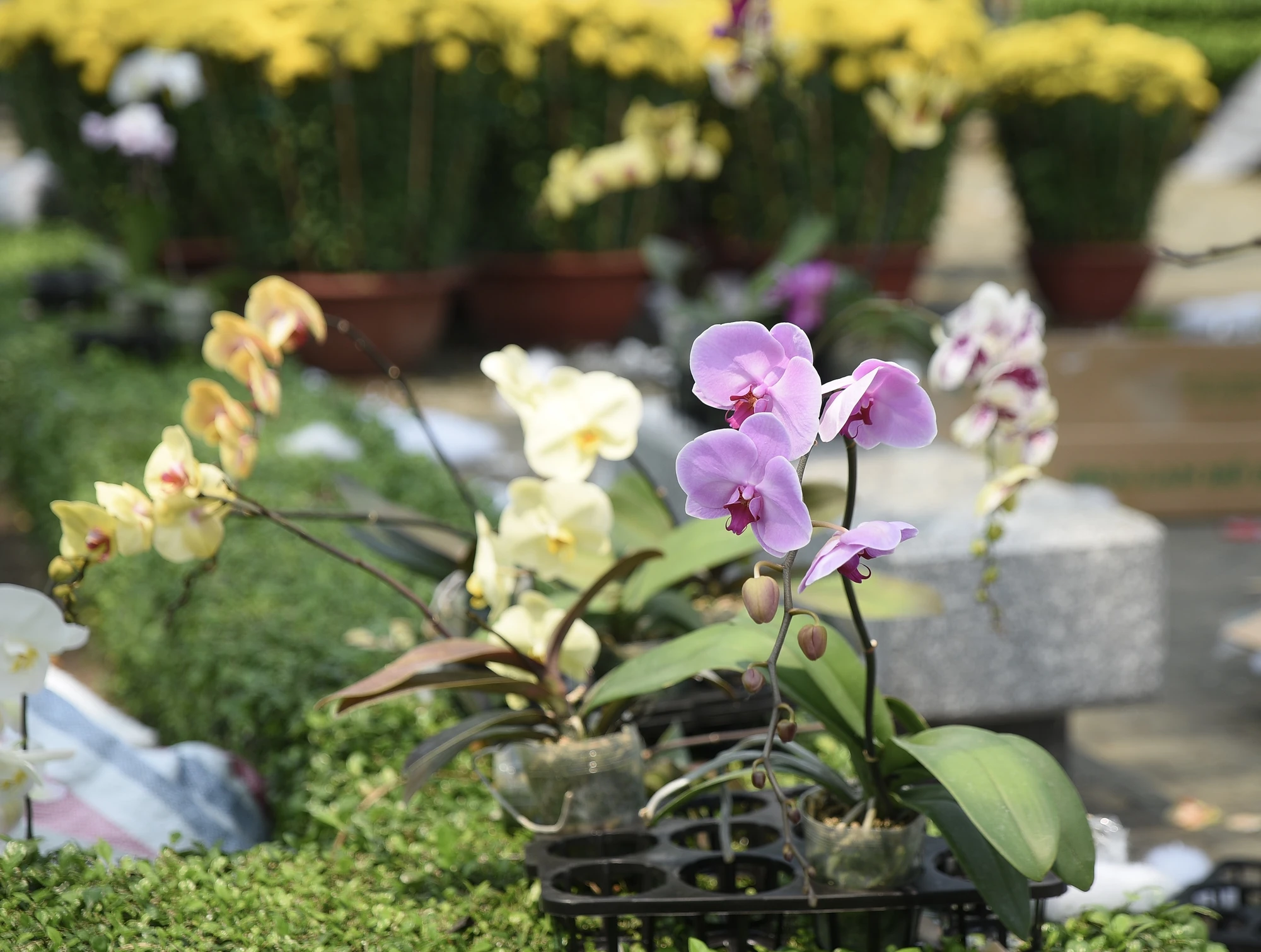 lan hồ điệp, chợ hoa, hoa tết