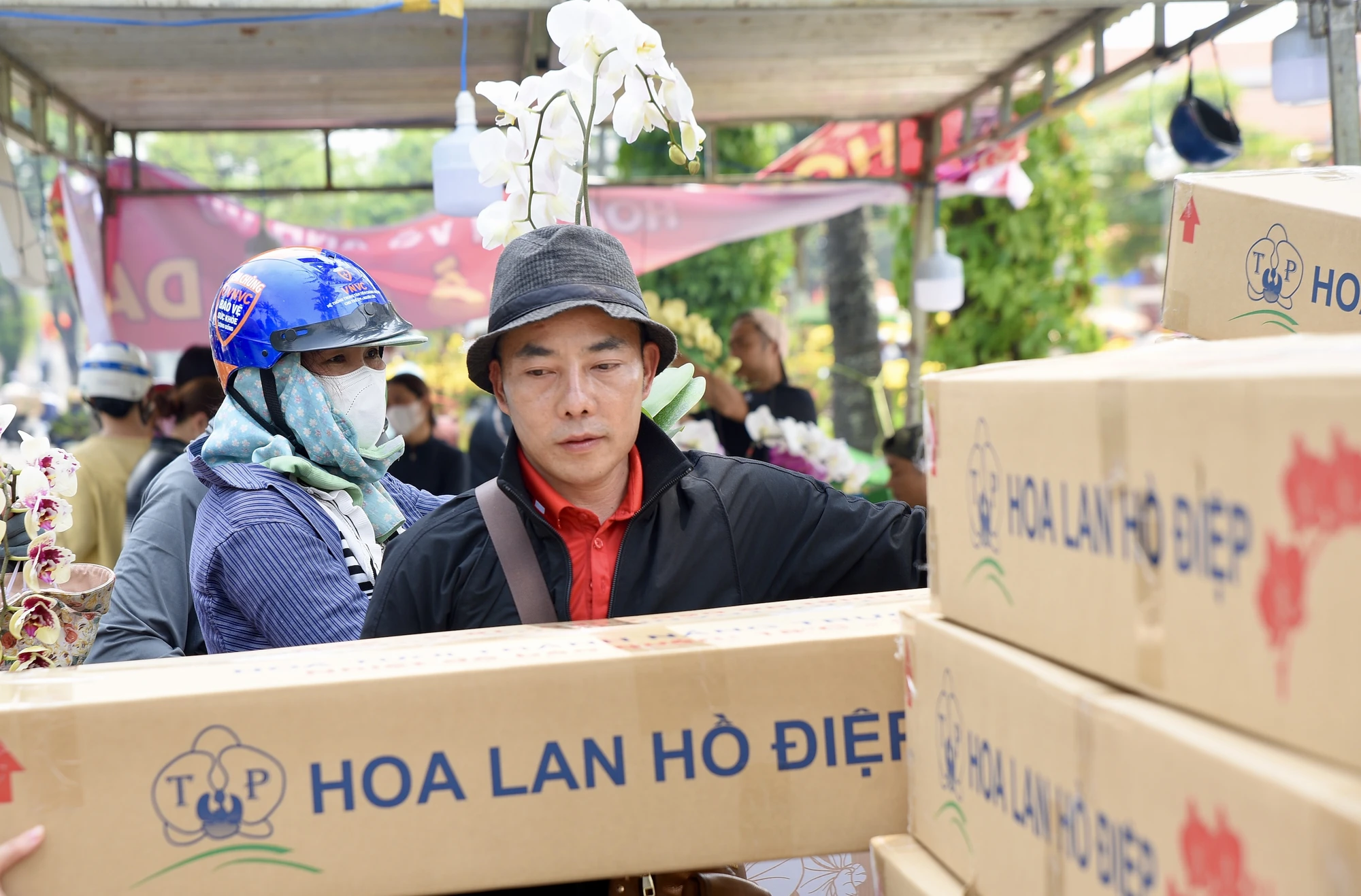 lan hồ điệp, chợ hoa, hoa tết