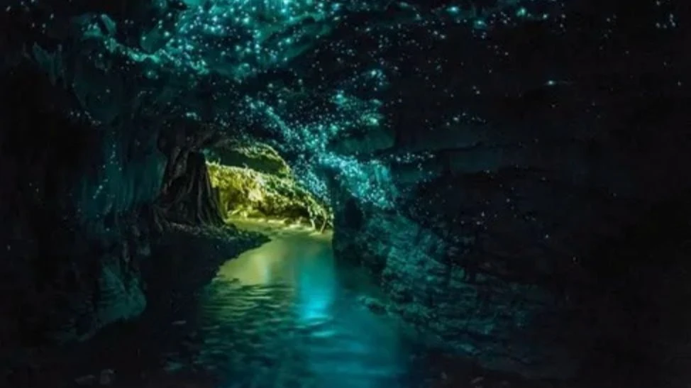 Động Waitomo Glow-worm ở New Zealand. Động Waitomo Glow-worm ở New Zealand.
