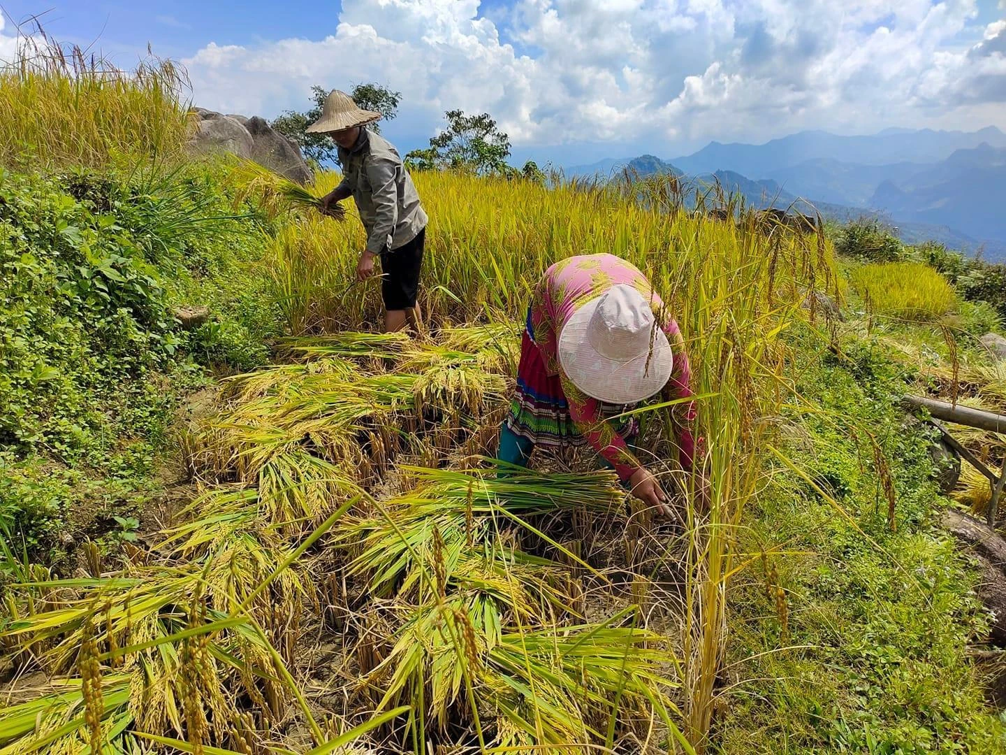 Người dân nơi đây đang thu hoạch lúa chín. Ảnh: Thanh Hảo. Người dân nơi đây đang thu hoạch lúa chín. Ảnh: Thanh Hảo.