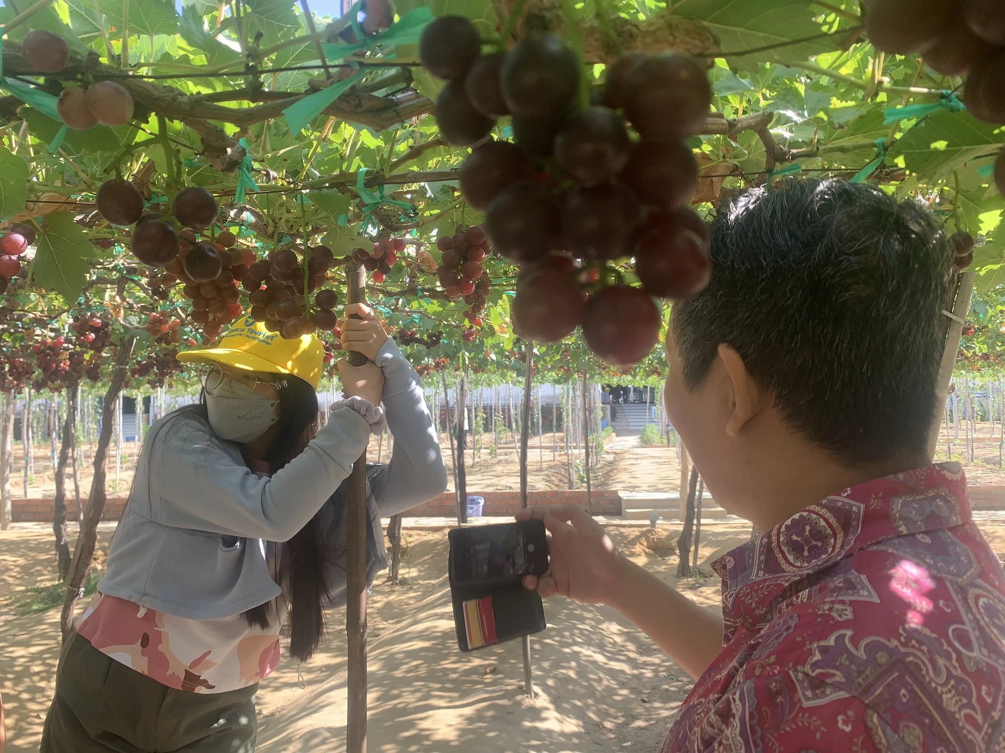 Du khách tham quan vườn nho. Ảnh: PHƯƠNG LÊ.
