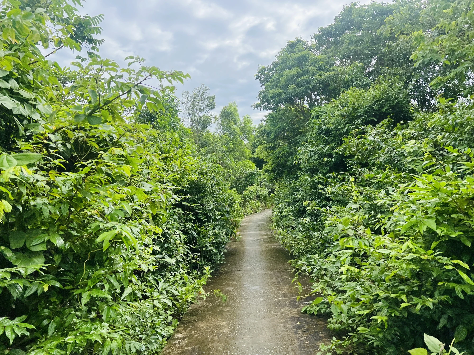 Đường vào làng chài, bãi Nhum cây cối xanh um, dốc cao. Ảnh: ĐÀO TRANG Đường vào làng chài, bãi Nhum cây cối xanh um, dốc cao. Ảnh: ĐÀO TRANG