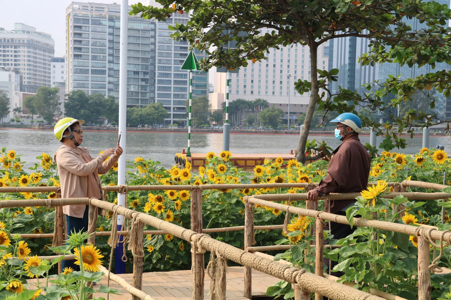 hoa-huong-duong-20.jpg