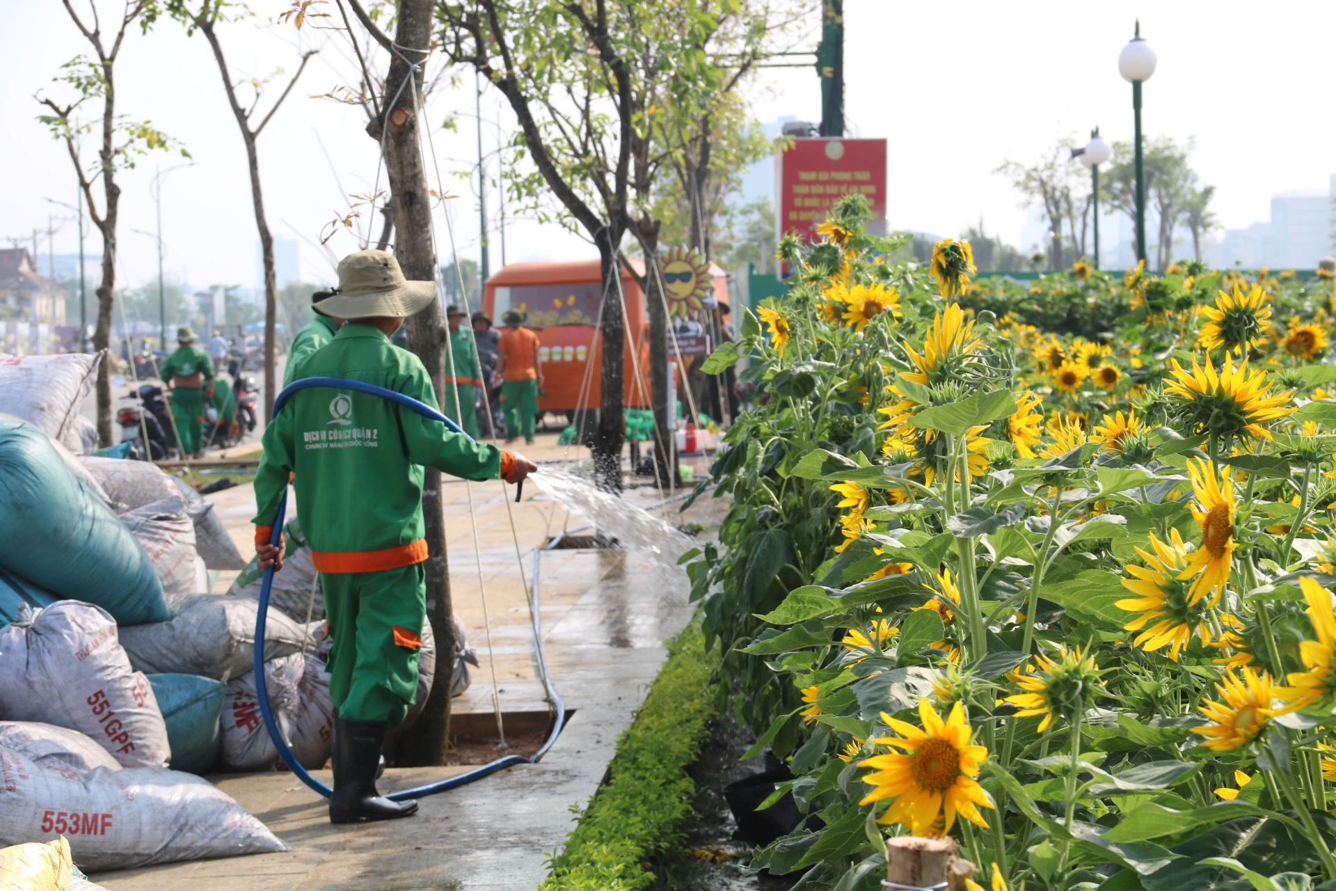 hoa-huong-duong-22.jpg