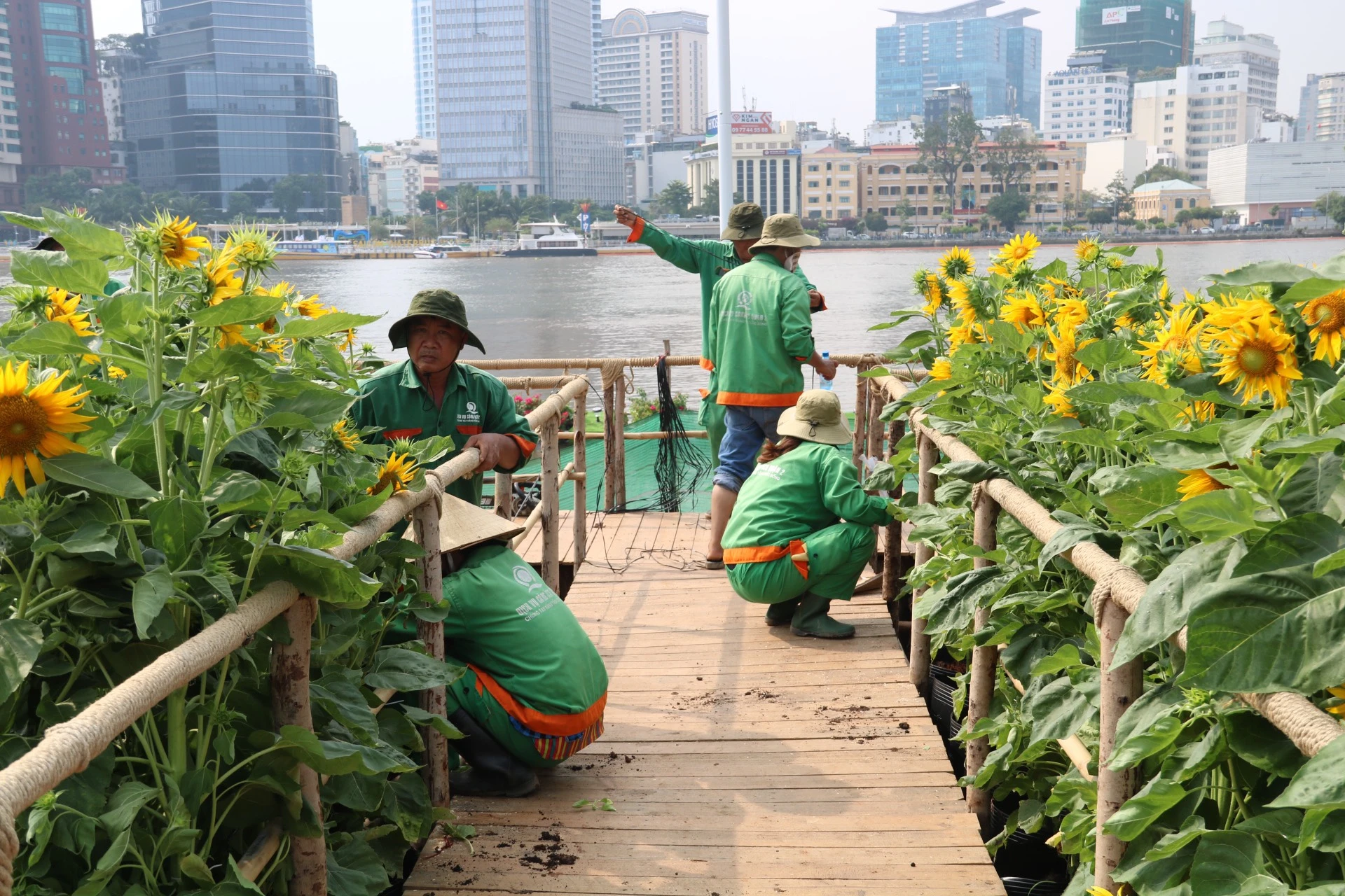 hoa-huong-duong-25.jpg