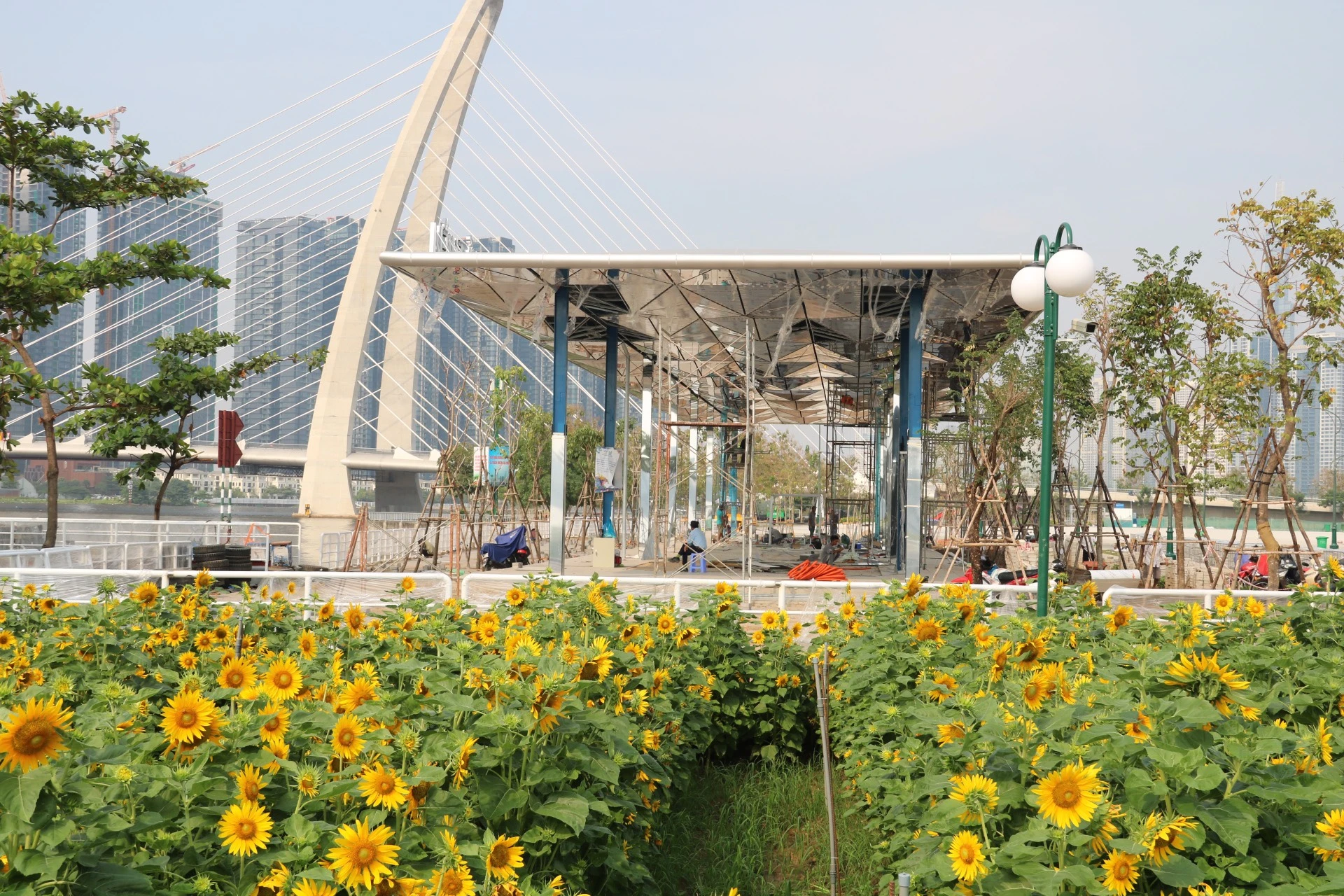 hoa-huong-duong-26.jpg