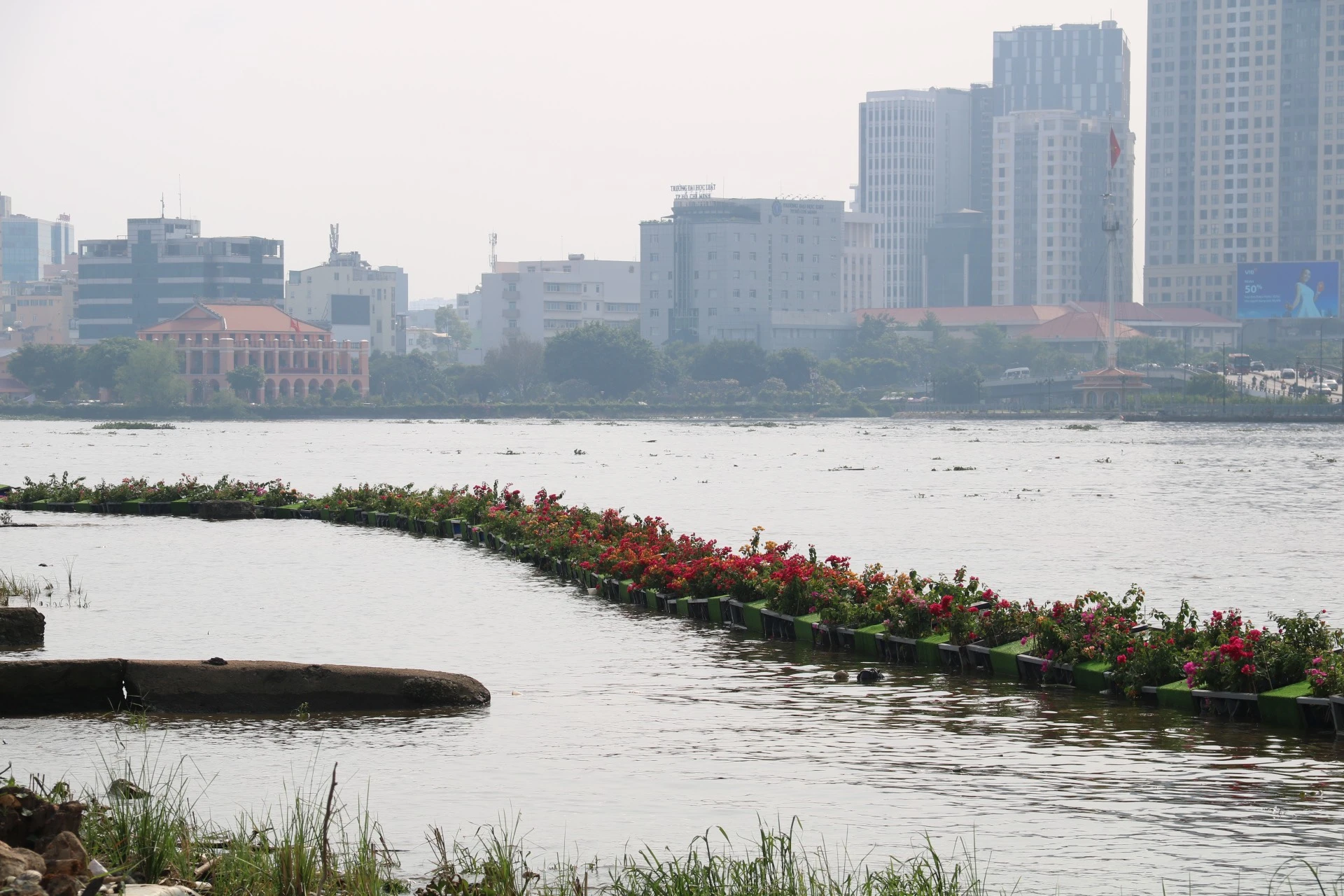 hoa-huong-duong-27.jpg