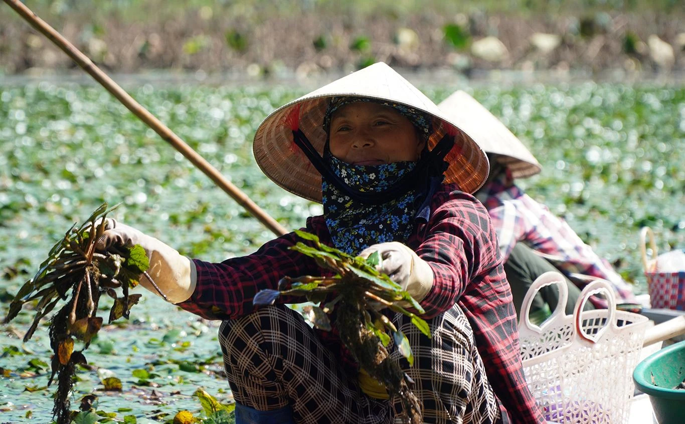 Những cây ấu được người dân vớt lên lấy củ rồi thả lại để sang năm tiếp tục thu hoạch. Ảnh: ĐẶNG TRUNG