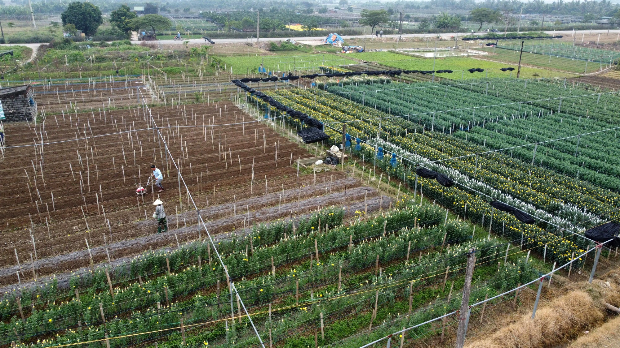 Theo anh Quân, thời tiết năm nay có phần hơi thường vì nắng nóng kéo dài nên nhiều hộ trồng hoa rất lo lắng hoa nở không trúng Tết. Theo anh Quân, thời tiết năm nay có phần hơi thường vì nắng nóng kéo dài nên nhiều hộ trồng hoa rất lo lắng hoa nở không trúng Tết.