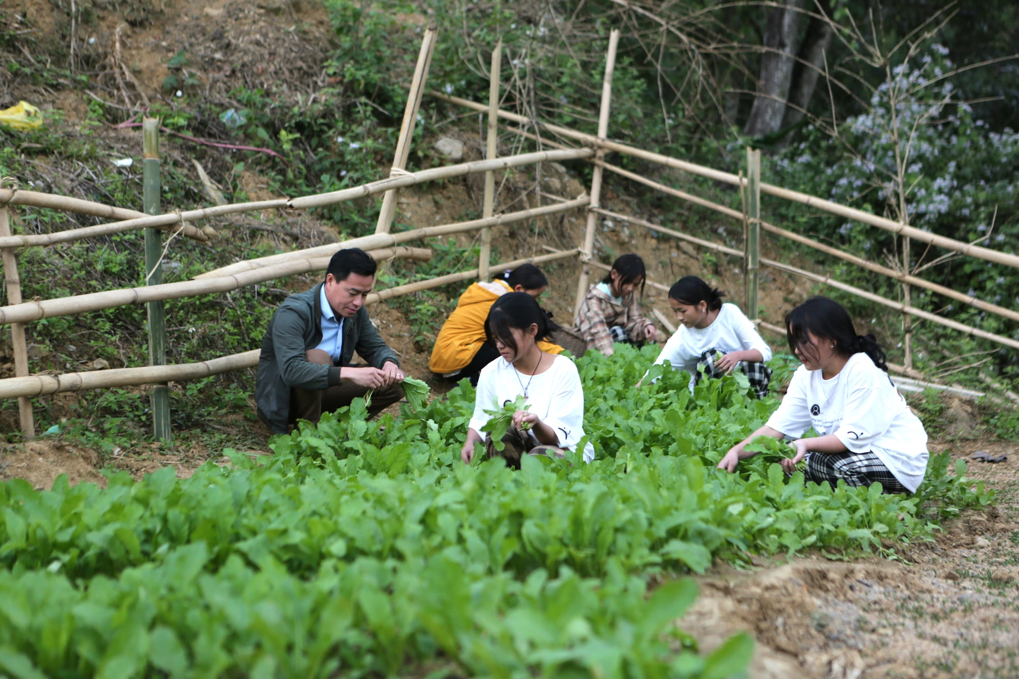 Những luống rau sạch, xanh mướt mát được thầy trò thu hoạch những ngày cuối năm 2022. Ảnh: ĐẶNG TRUNG Những luống rau sạch, xanh mướt mát được thầy trò thu hoạch những ngày cuối năm 2022. Ảnh: ĐẶNG TRUNG