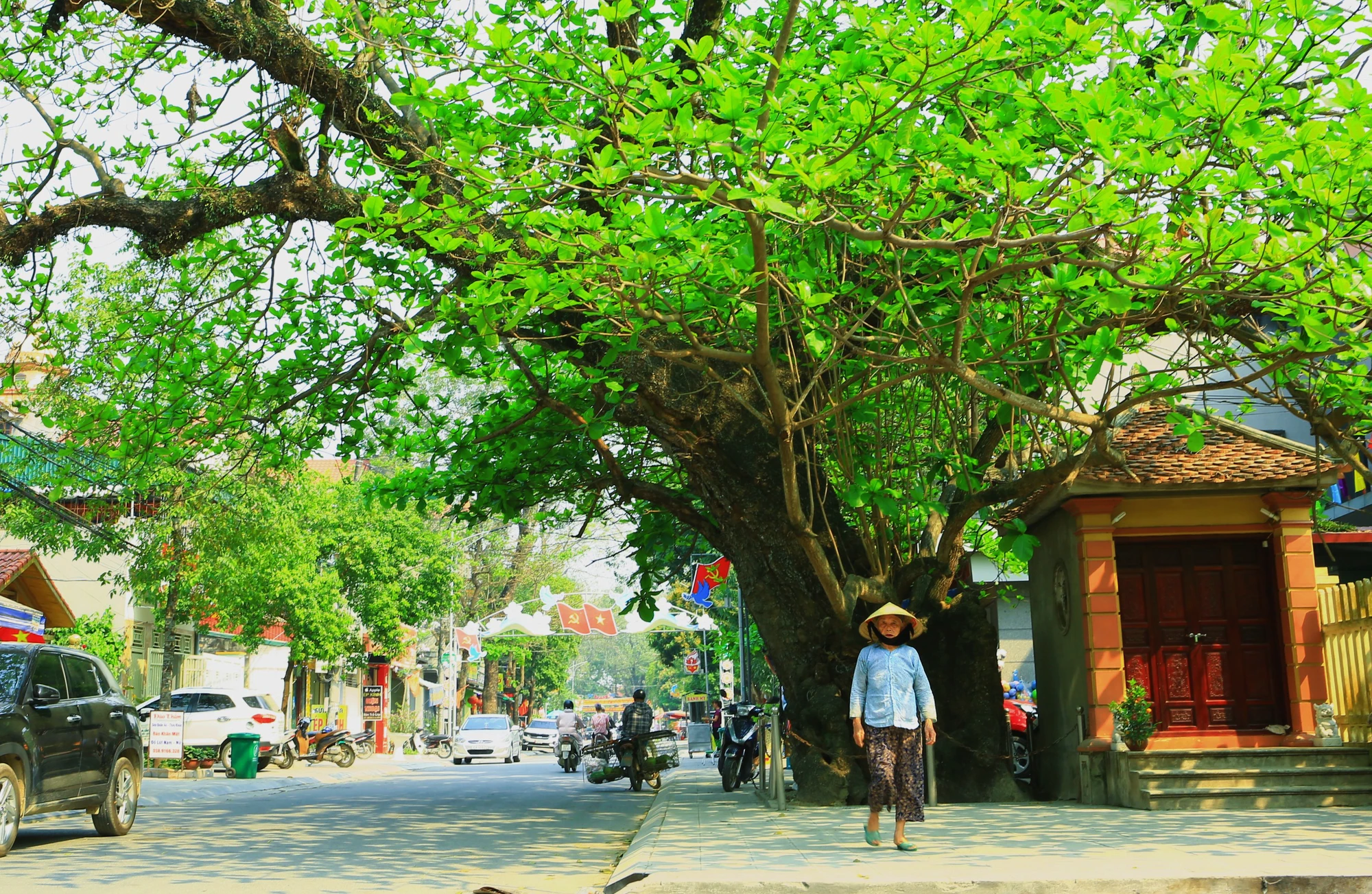 Bàng cổ thụ trăm tuổi ở xứ Thanh được bảo vệ 'như báu vật' ảnh 1 Bàng Cổ Thụ Thanh Hóa