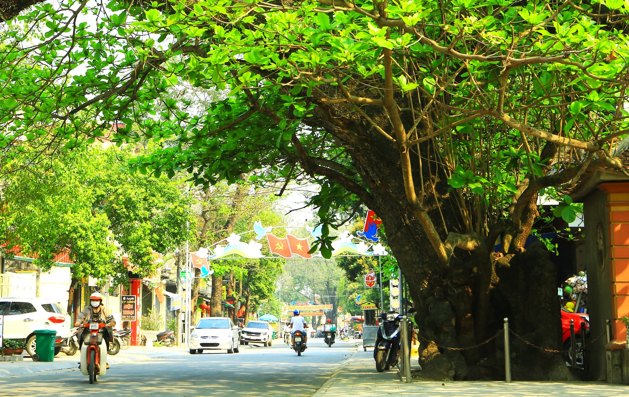 Những người dân ở vùng đất này kể lại, từ khi họ lớn lên thì cây bàng cổ thụ đã có từ rất lâu rồi, vẫn sừng sững bên đường. Ảnh: ĐẶNG TRUNG Cây Bàng Cổ Thụ Hà Trung