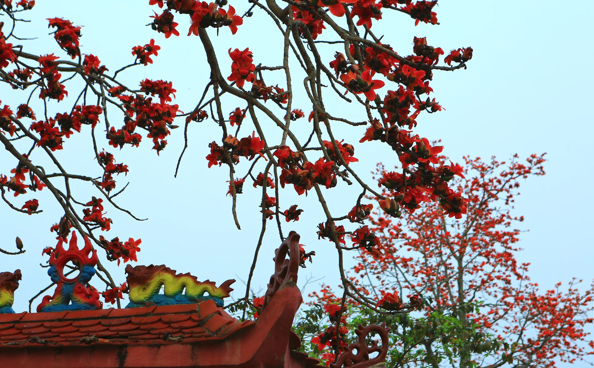 Hoa gạo là loài hoa cánh đơn với 5 cánh lớn, cánh hoa dày. Ảnh: ĐẶNG TRUNG Hoa gạo là loài hoa cánh đơn với 5 cánh lớn, cánh hoa dày. Ảnh: ĐẶNG TRUNG