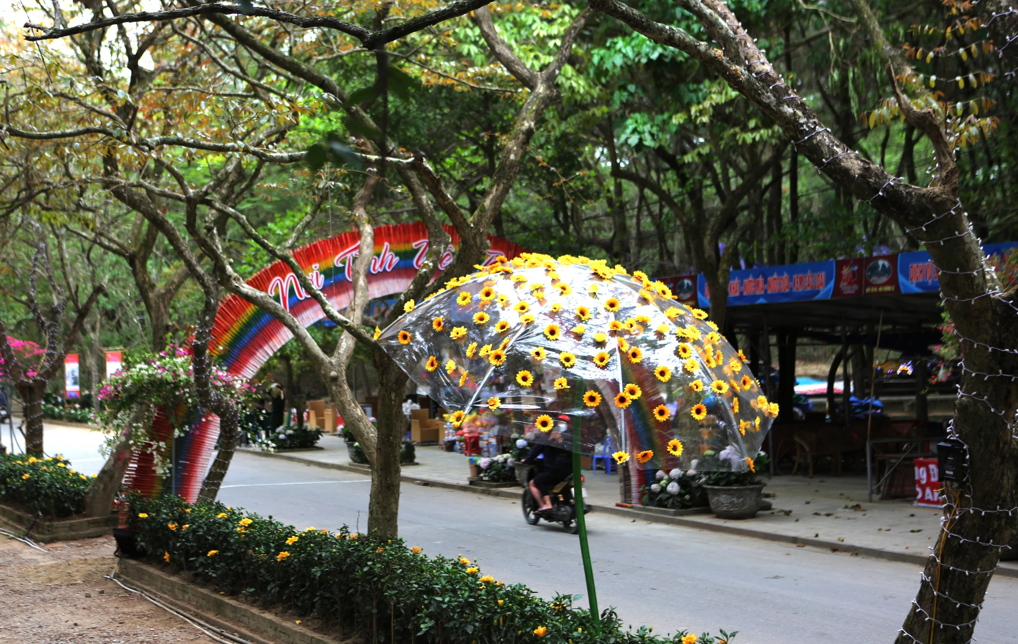 Những bông hoa hướng dương như một điểm nhấn khiến cho con đường tình yêu trở nên lộng lẫy. Ảnh: ĐẶNG TRUNG Những bông hoa hướng dương như một điểm nhấn khiến cho con đường tình yêu trở nên lộng lẫy. Ảnh: ĐẶNG TRUNG