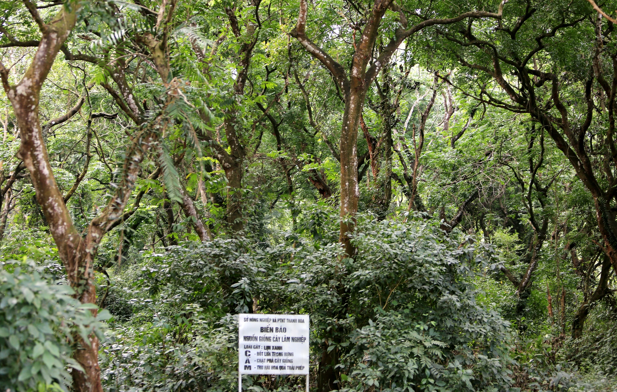 can-canh-rung-sen-lon-nhat-dong-nam-a-o-thanh-hoa-10-8107.jpg