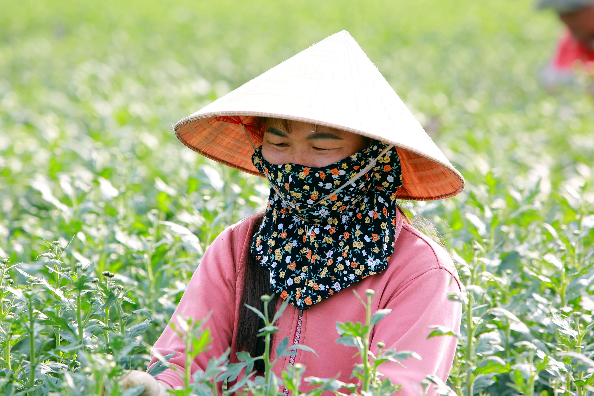 can-canh-lang-hoa-lon-nhat-thanh-hoa-chay-dua-de-hoa-no-dung-tet-nguyen-dan-4-6548.jpg