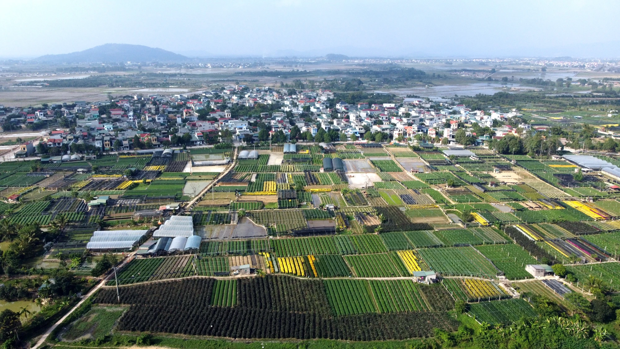 can-canh-lang-hoa-lon-nhat-thanh-hoa-chay-dua-de-hoa-no-dung-tet-nguyen-dan-4978.jpg