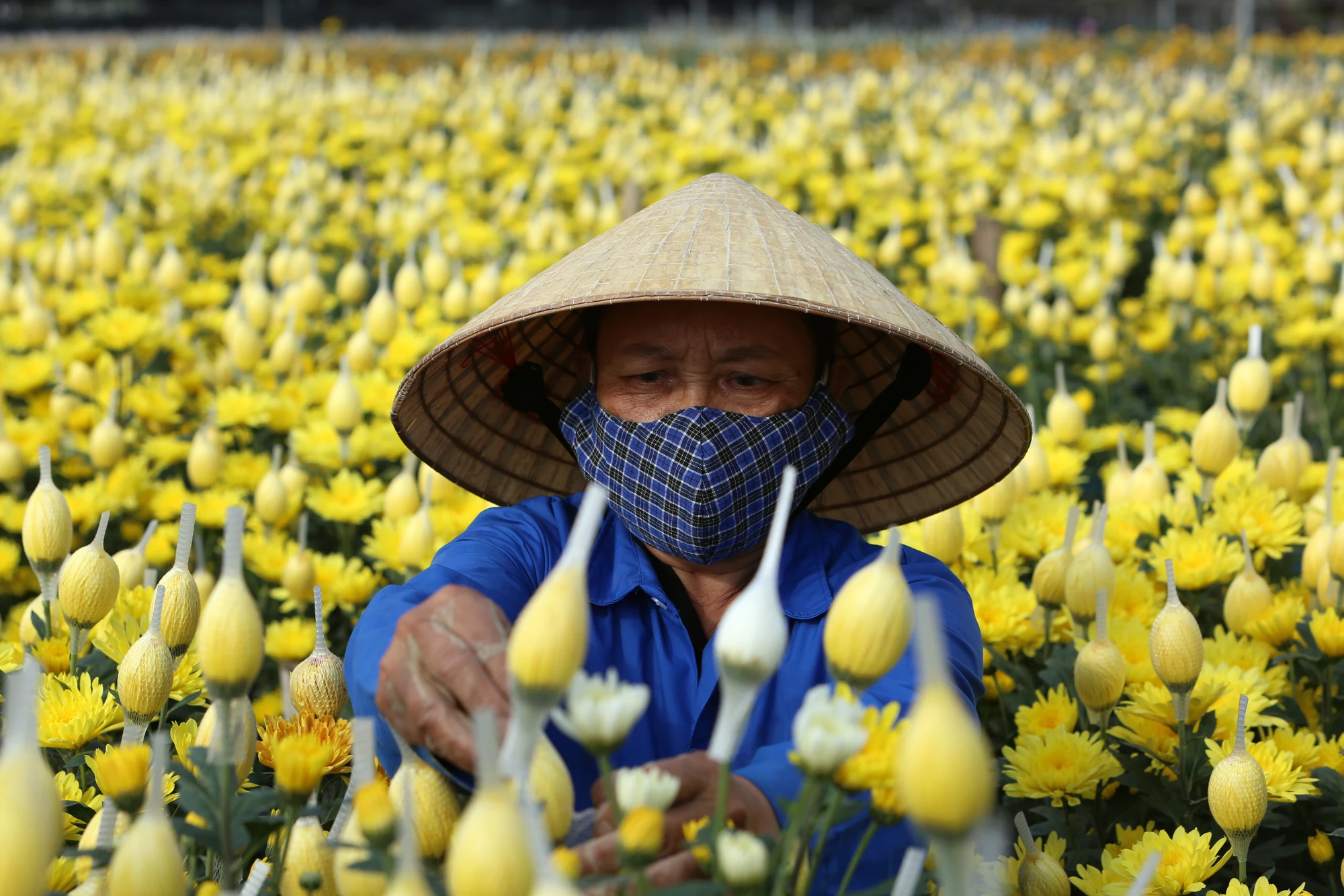 can-canh-lang-hoa-lon-nhat-thanh-hoa-chay-dua-de-hoa-no-dung-tet-nguyen-dan-6-4449.jpg