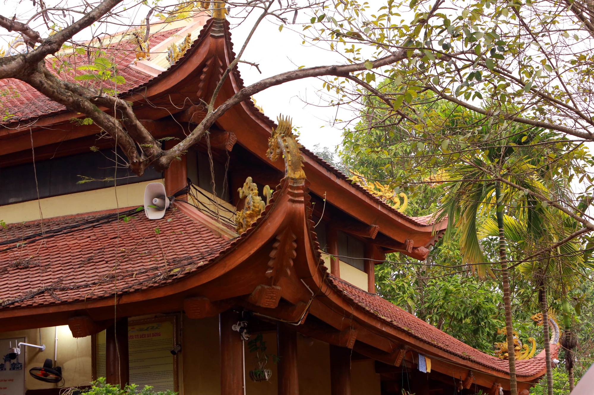 Về nơi tiếng gà gáy 5 huyện ở Thanh Hóa đều nghe - 8.JPG