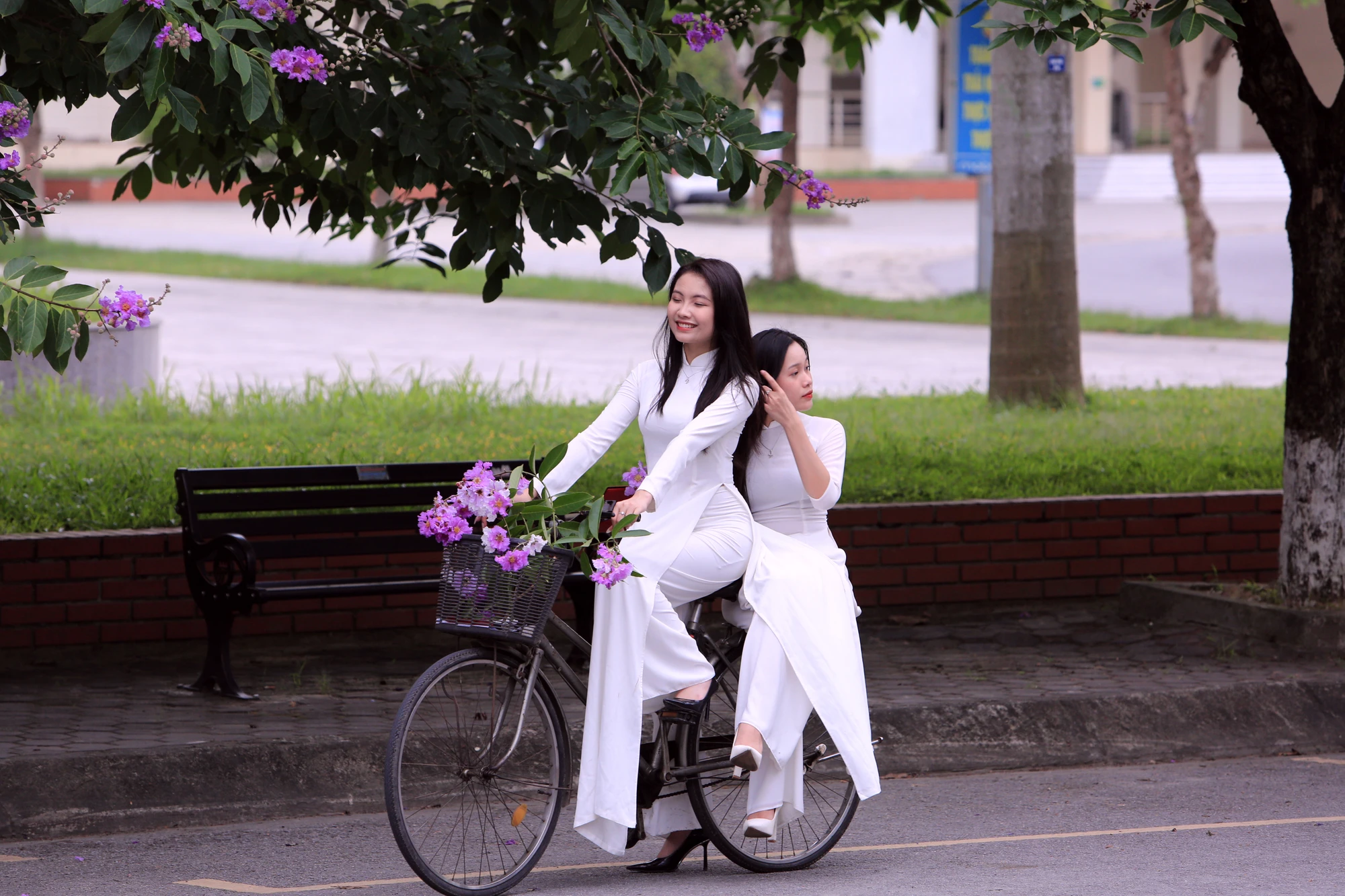 Những bóng hồng trong mùa hoa băng tím nở rộ ở Thanh Hóa - 13.JPG
