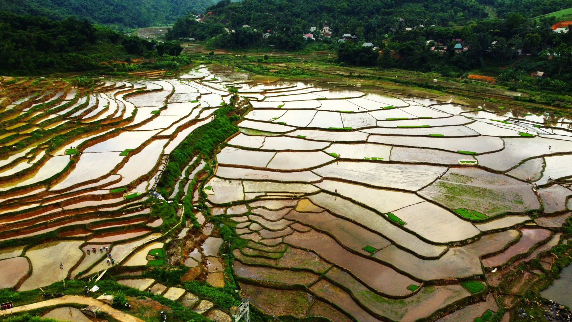 Khung cảnh thơ mộng ruộng bậc thang lung linh nối dài đến chân trời - 5.JPG