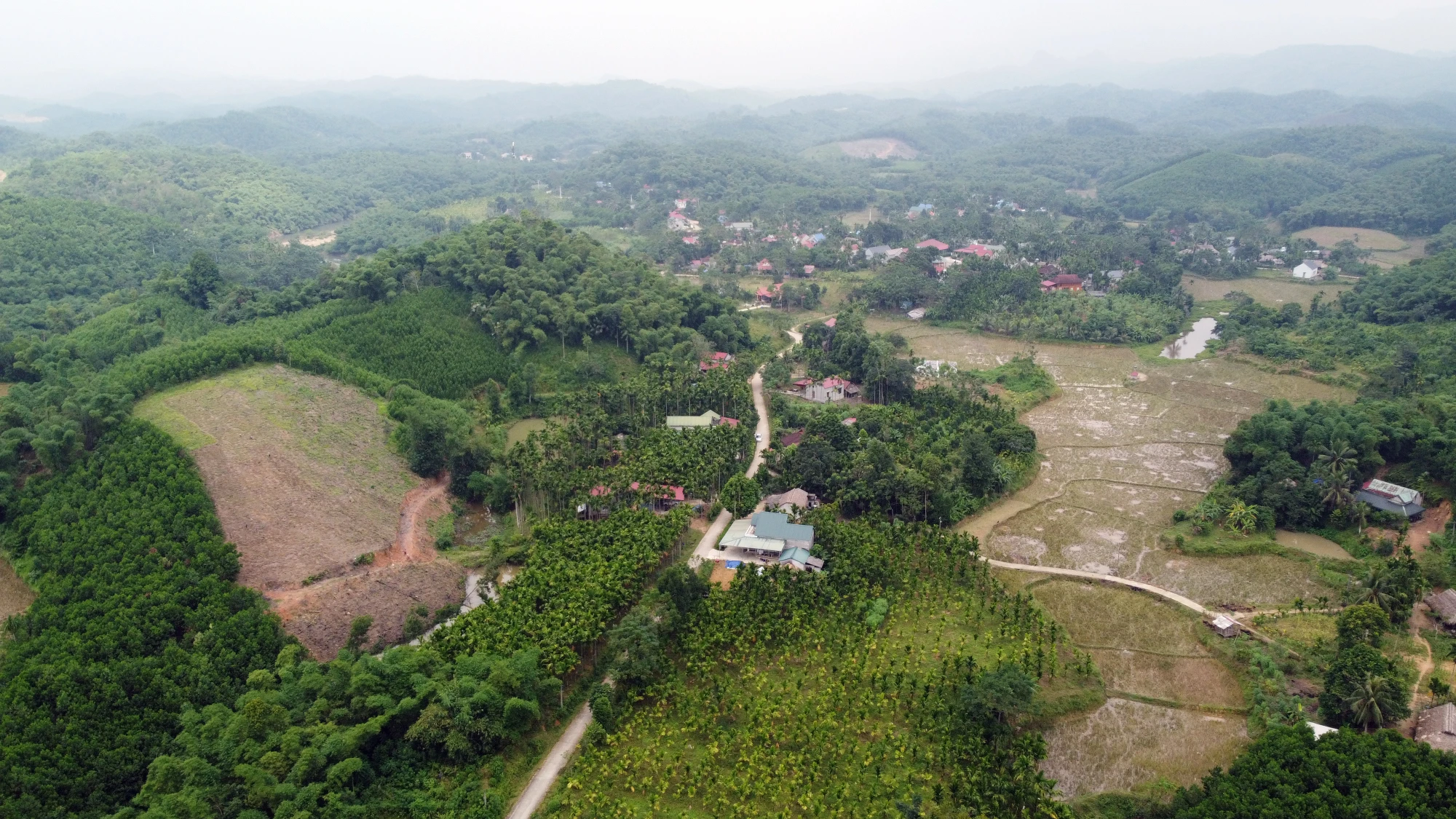 Nông dân bội thu nhờ giá cau quả biến động như giá vàng - 13.JPG