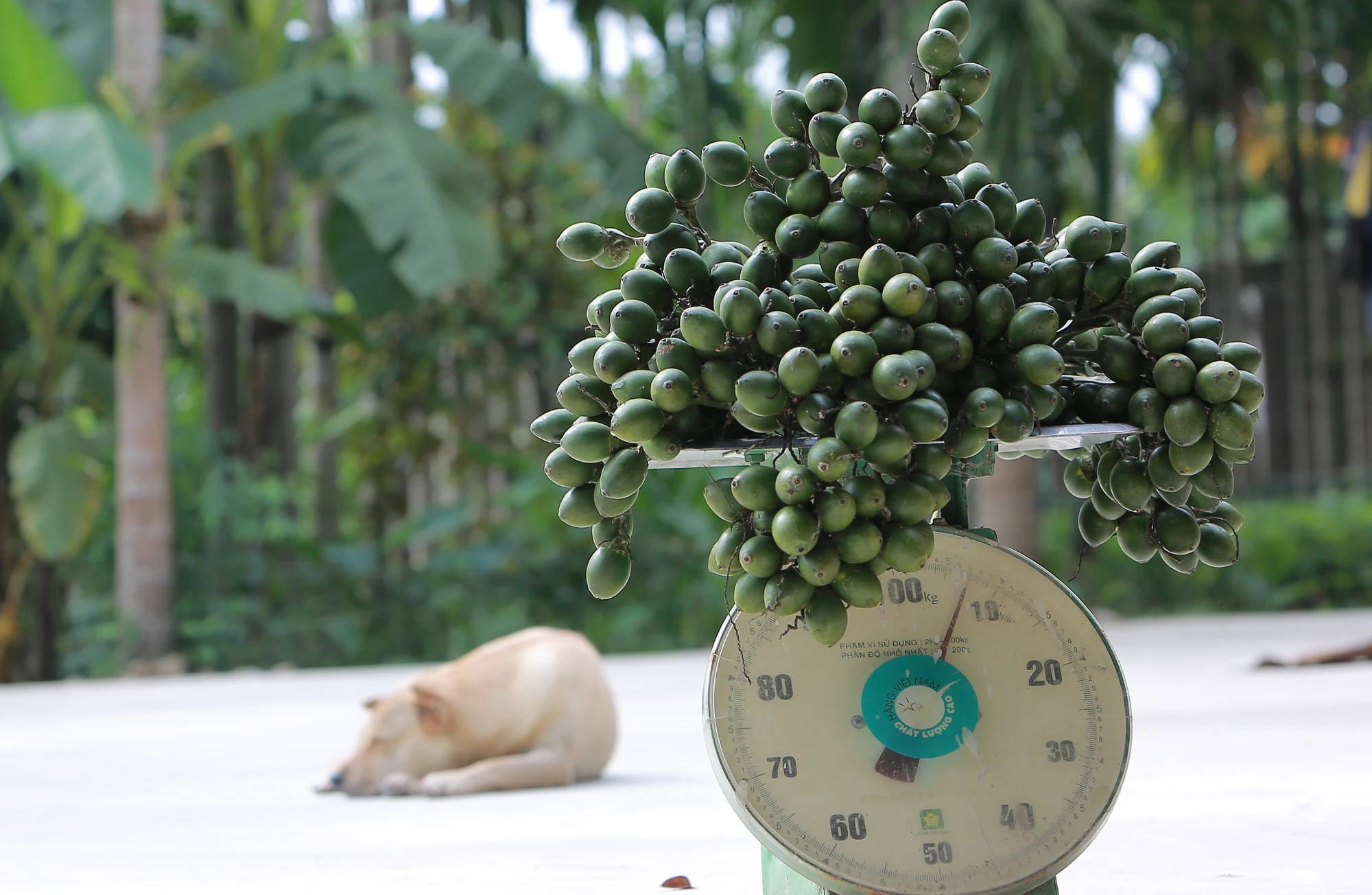 Nông dân bội thu nhờ giá cau quả biến động như giá vàng - 6.JPG
