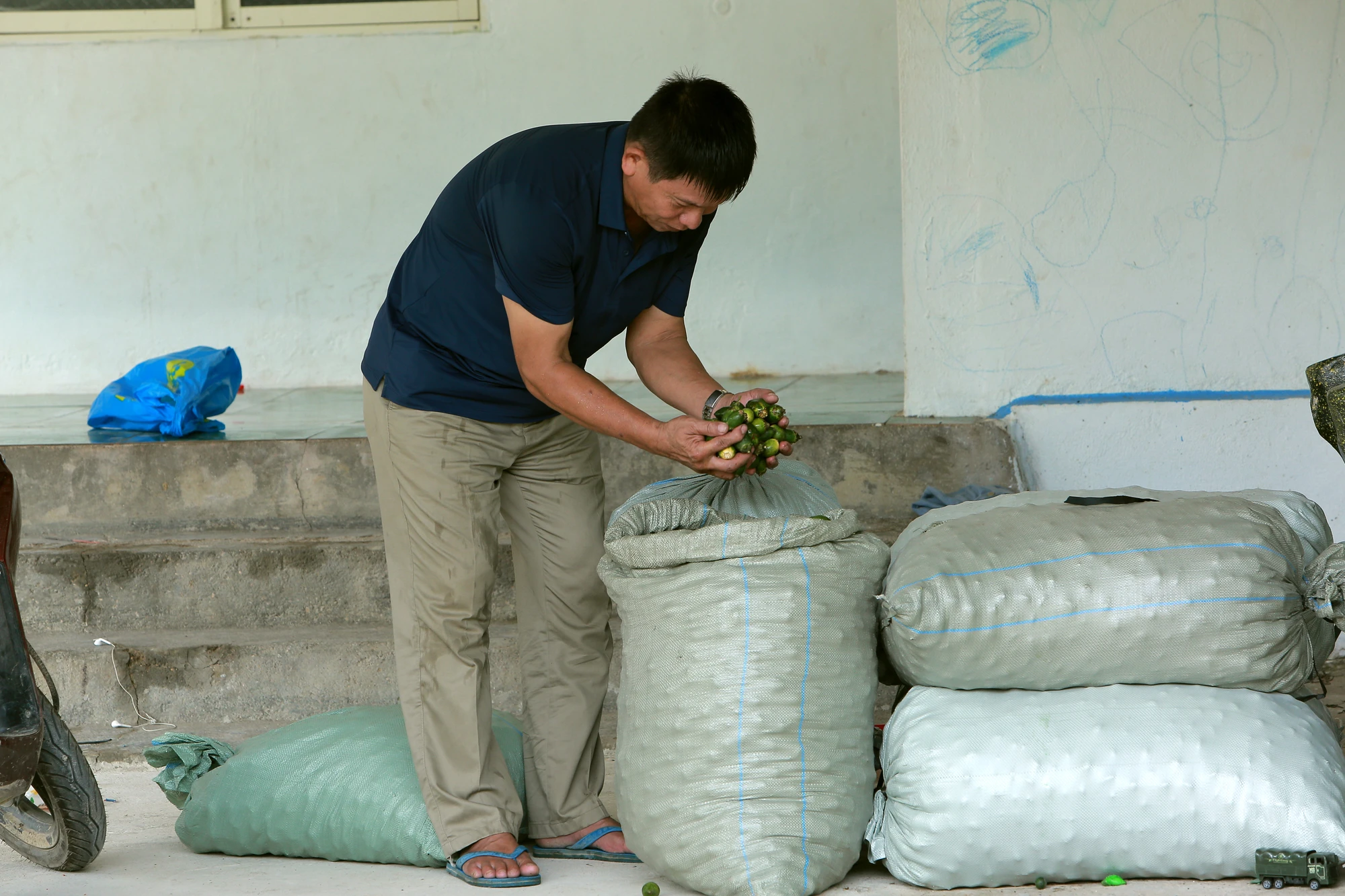 Nông dân bội thu nhờ giá cau quả biến động như giá vàng - 7.JPG