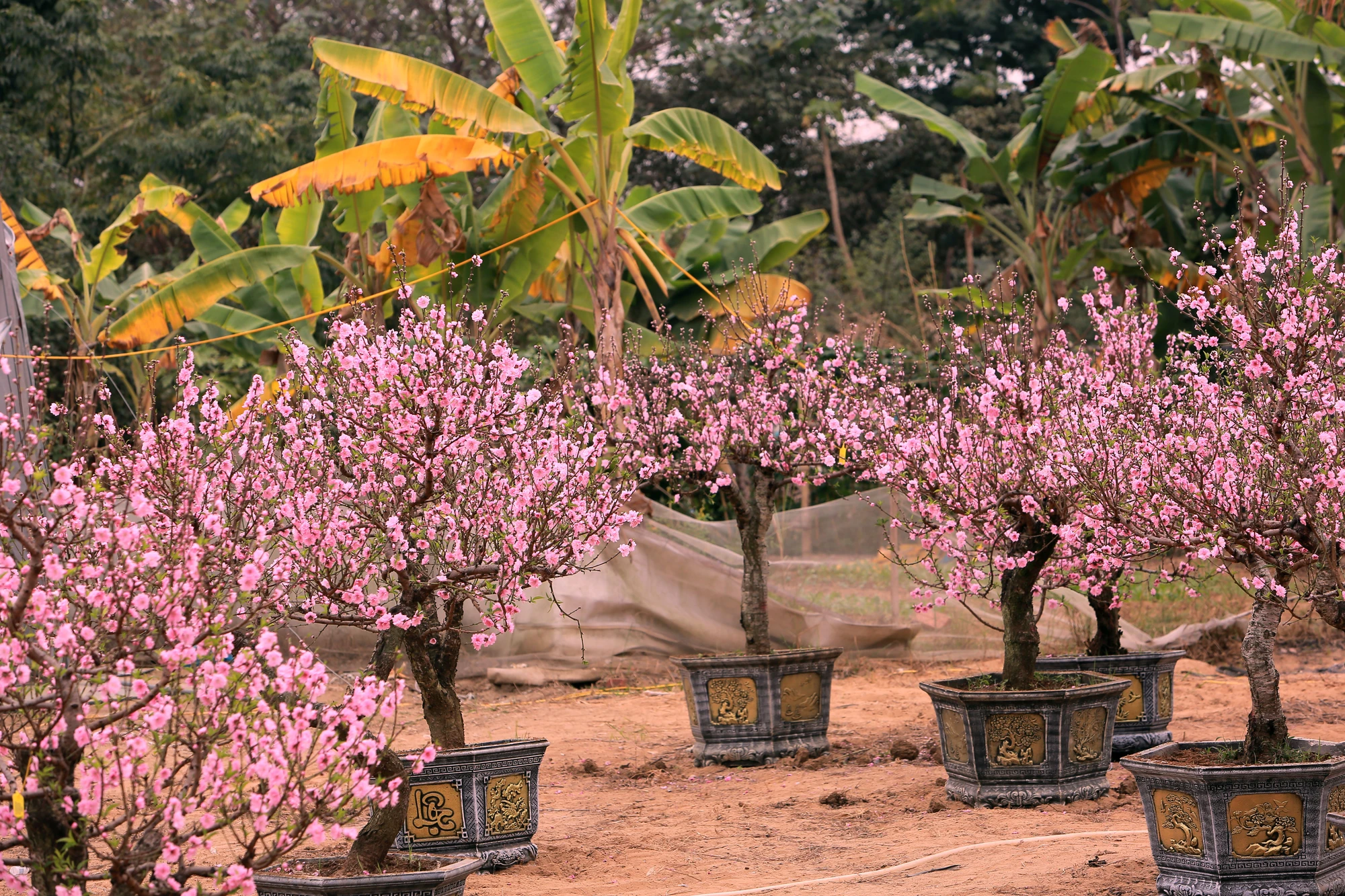 Thương lái buôn đào quất mòn mỏi chờ người mua chơi Tết Nguyên Đán -11.JPG