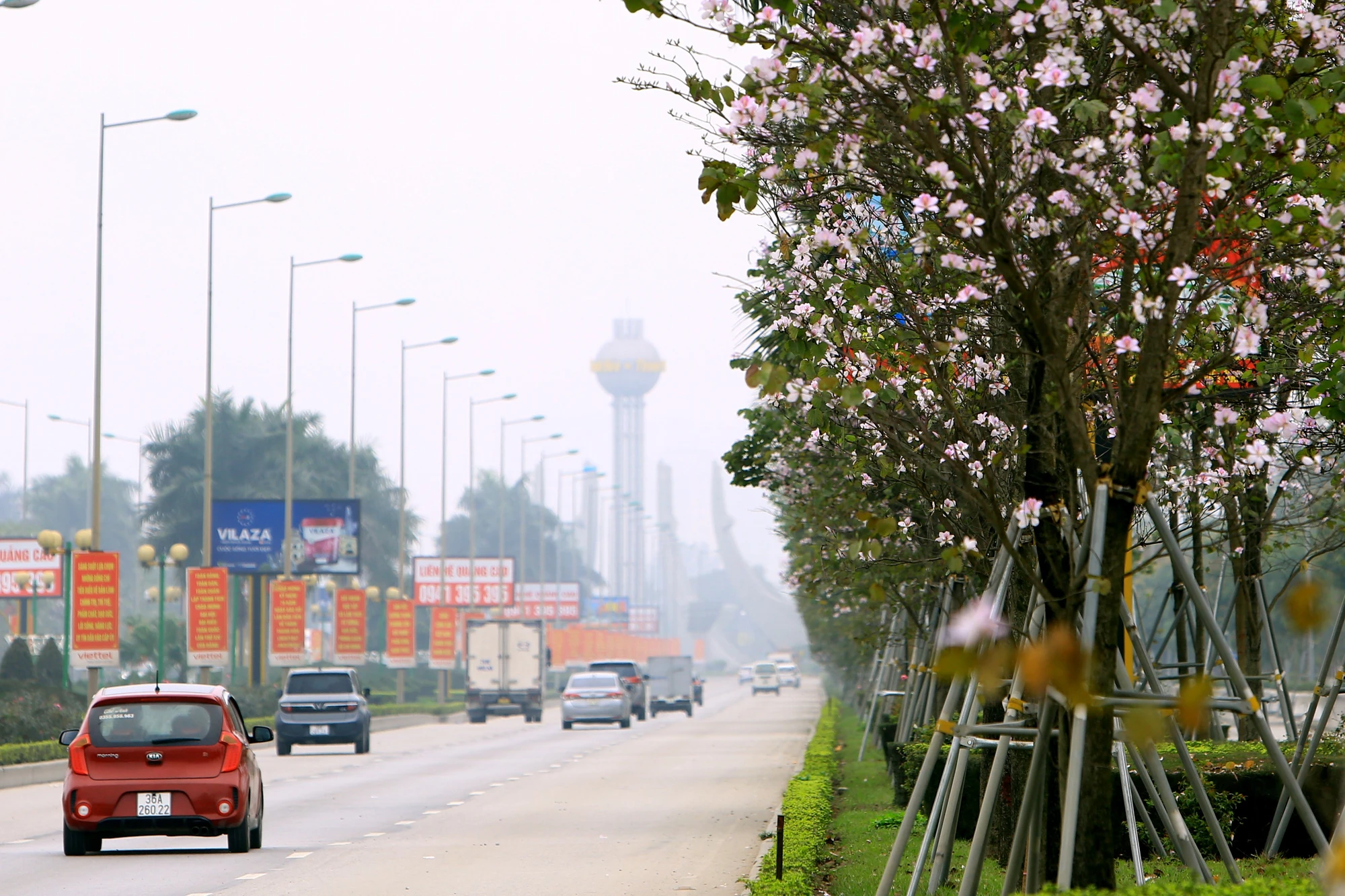 Ngắm hoa ban Tây Bắc nở rộ rực rỡ giữa lòng xứ Thanh - 8.JPG