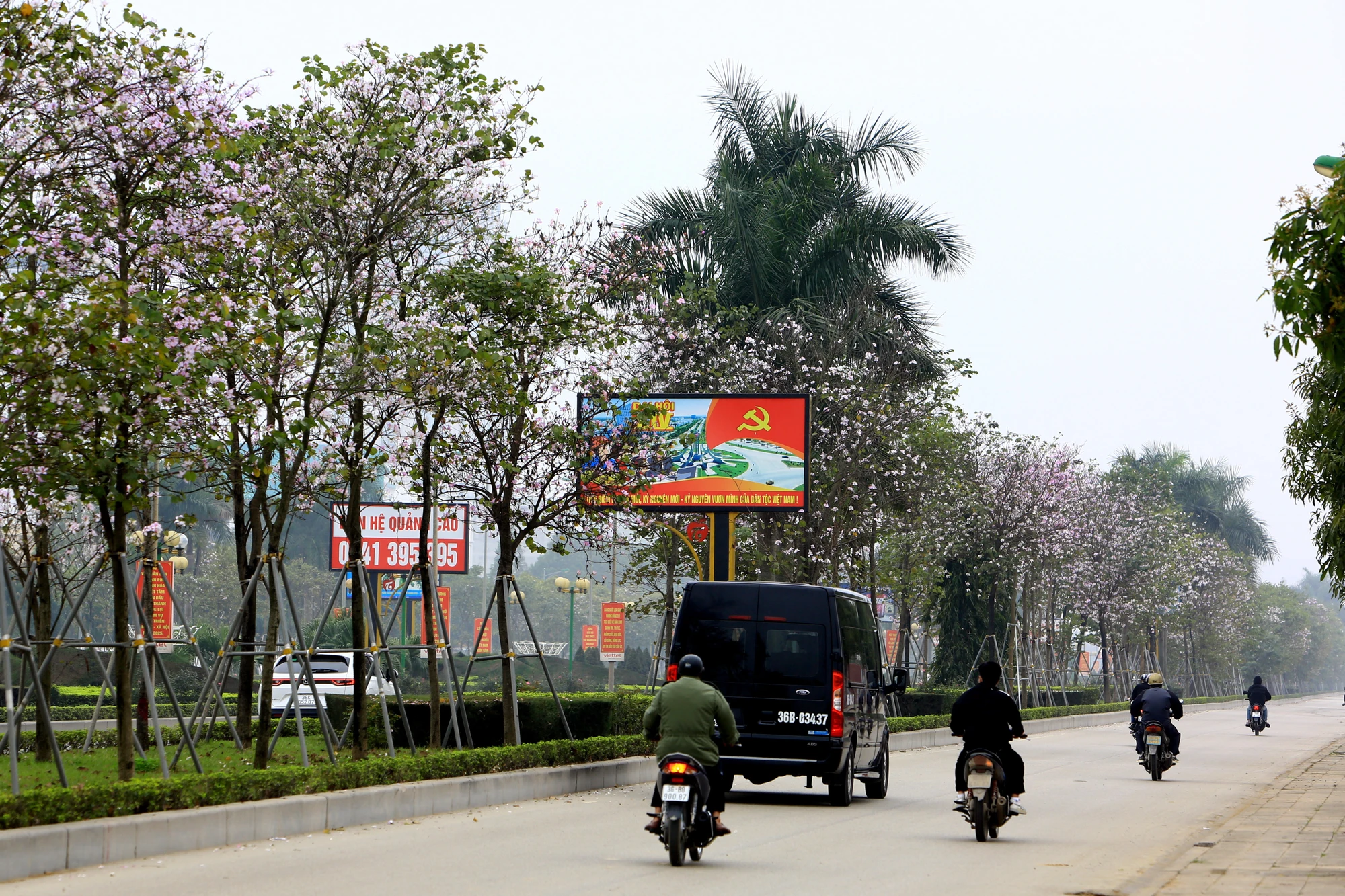 Ngắm hoa ban Tây Bắc nở rộ rực rỡ giữa lòng xứ Thanh - 9.JPG
