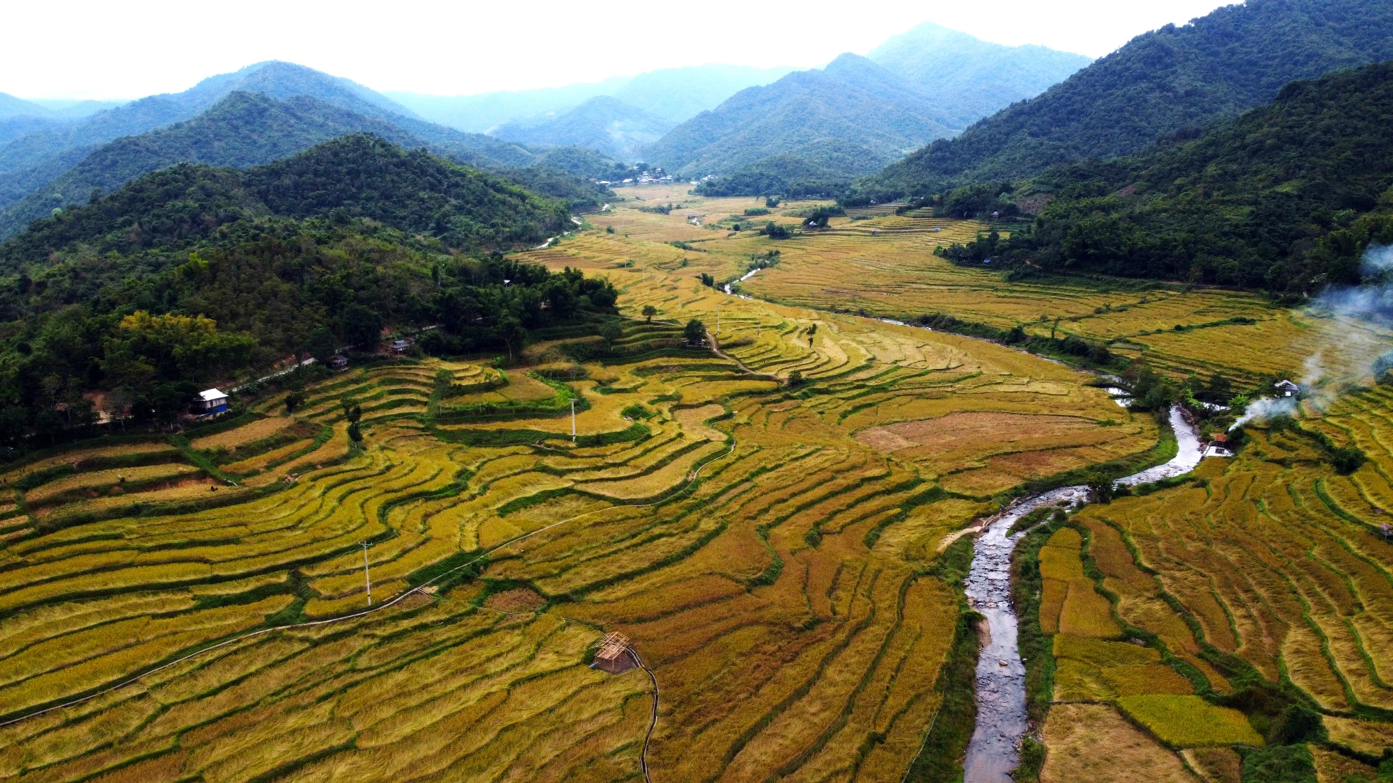 Ngắm mùa vàng trên ruộng bậc thang đẹp như thiên đường ở vùng biên xứ Thanh