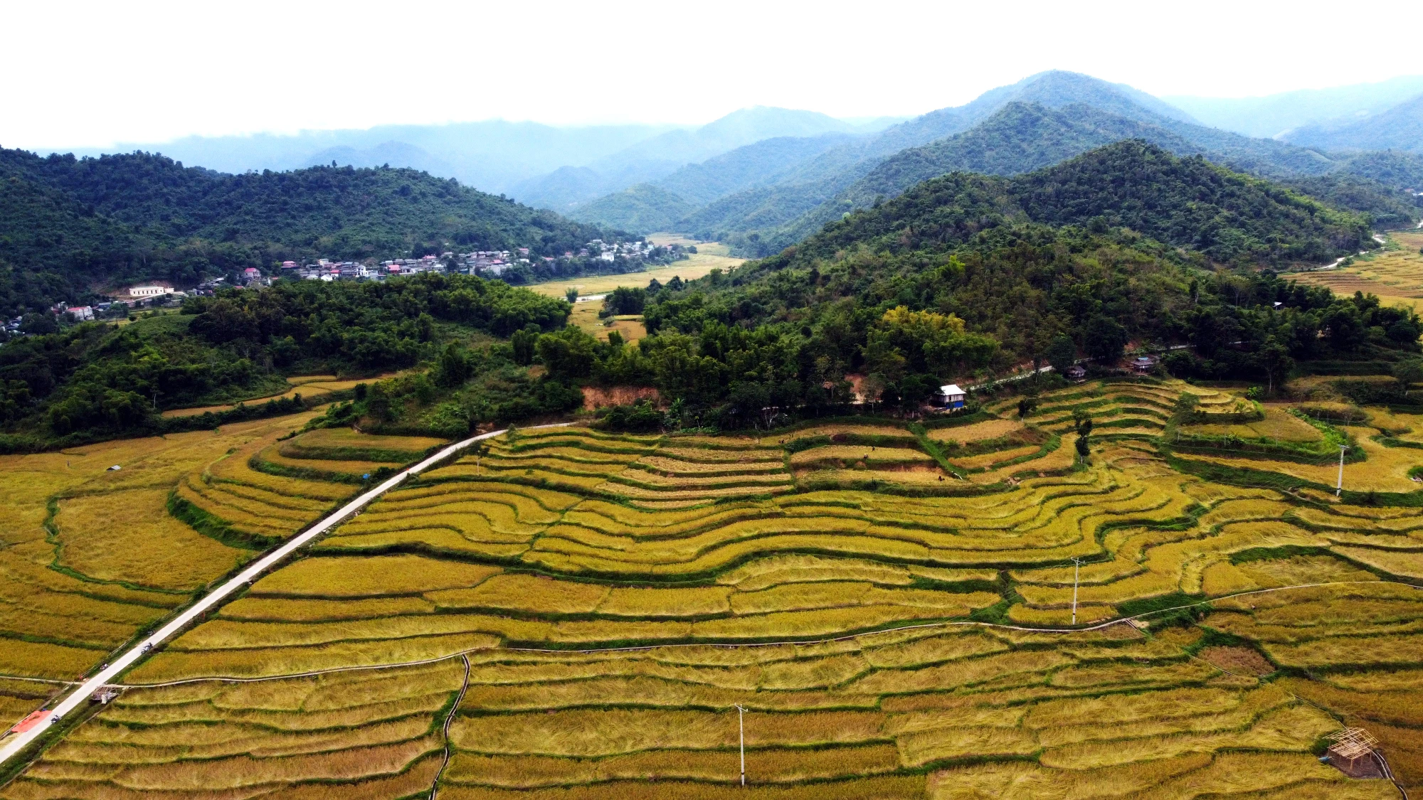 Ngắm cảnh đẹp mùa vàng đẹp như thiên đường ở vùng biên xứ Thanh -17.JPG