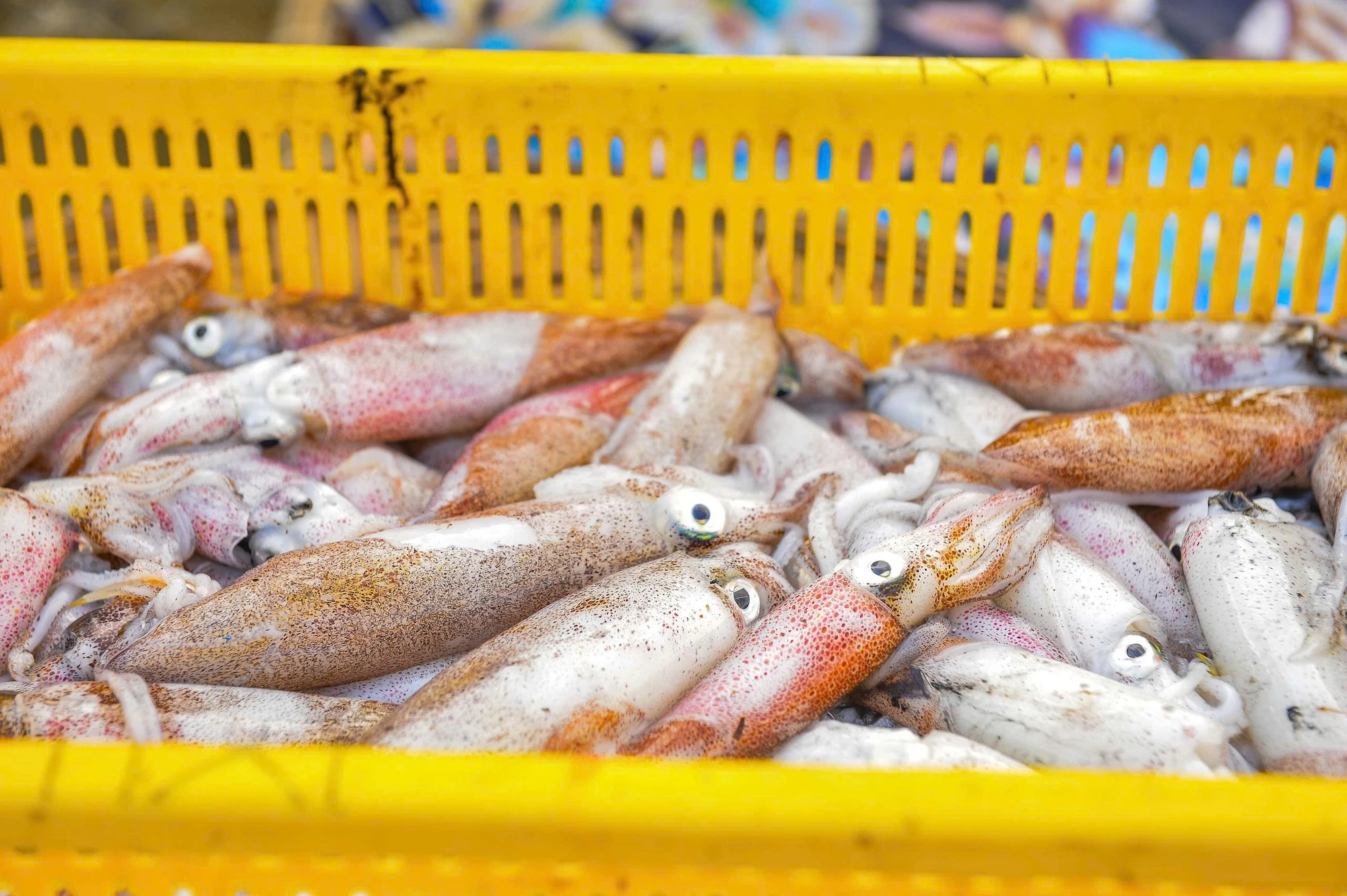 Ngư dân Thanh Hóa trúng đậm “lộc biển” những ngày đầu năm -16.jpg