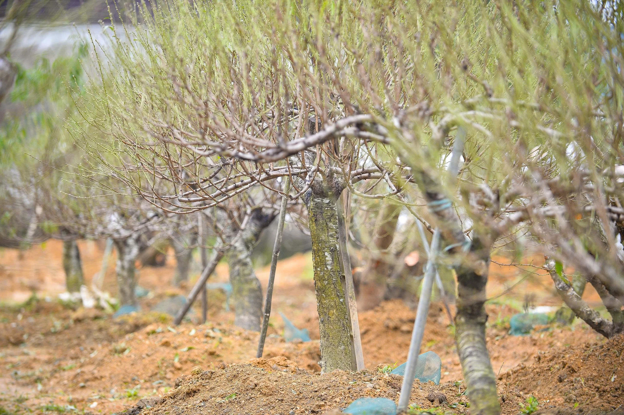 Khi “thủ phủ” đào phai xứ Thanh trút lá chờ Tết Nguyên đán -12.jpg