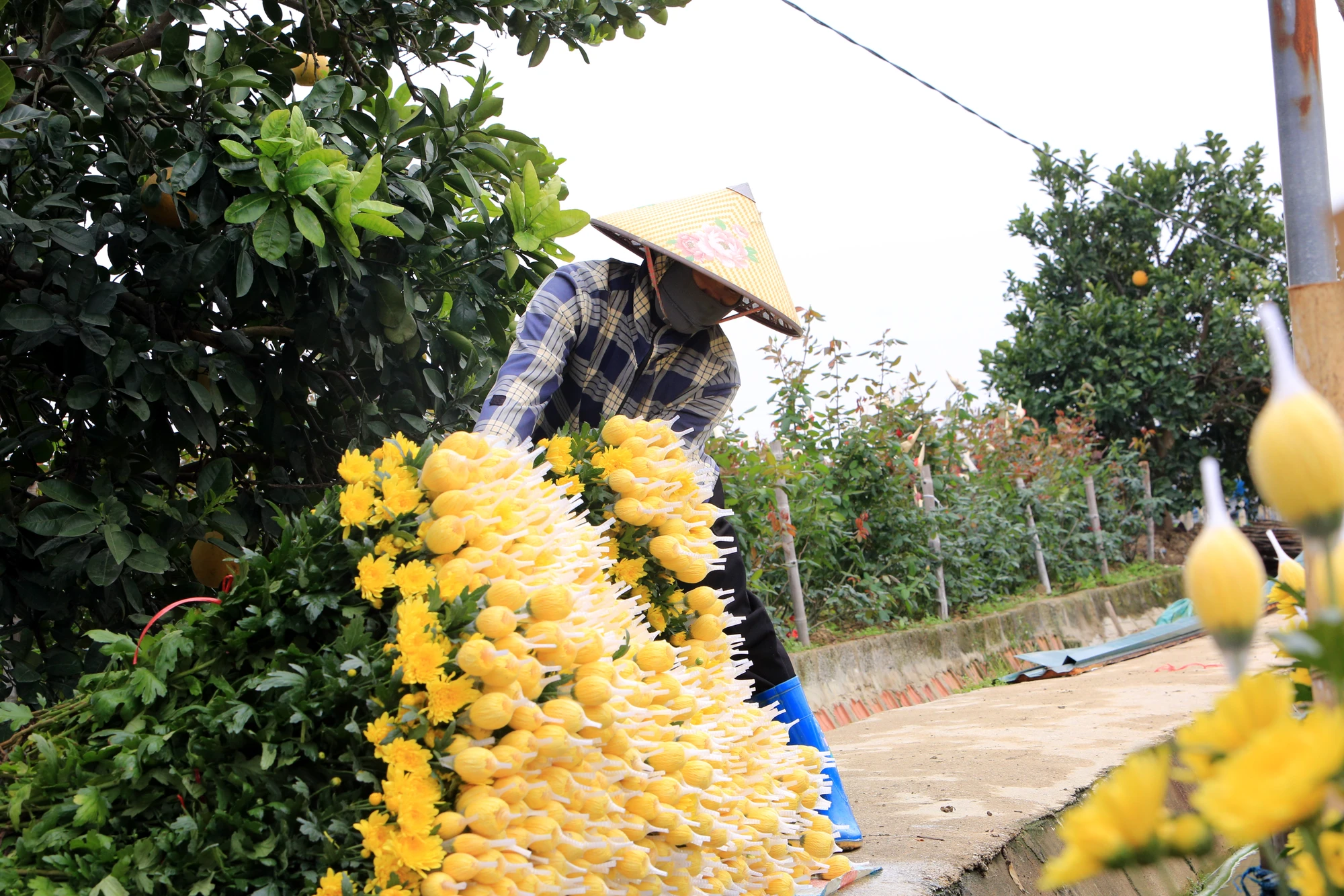 Cận cảnh làng hoa lớn nhất Thanh Hóa vào vụ Tết-11.JPG