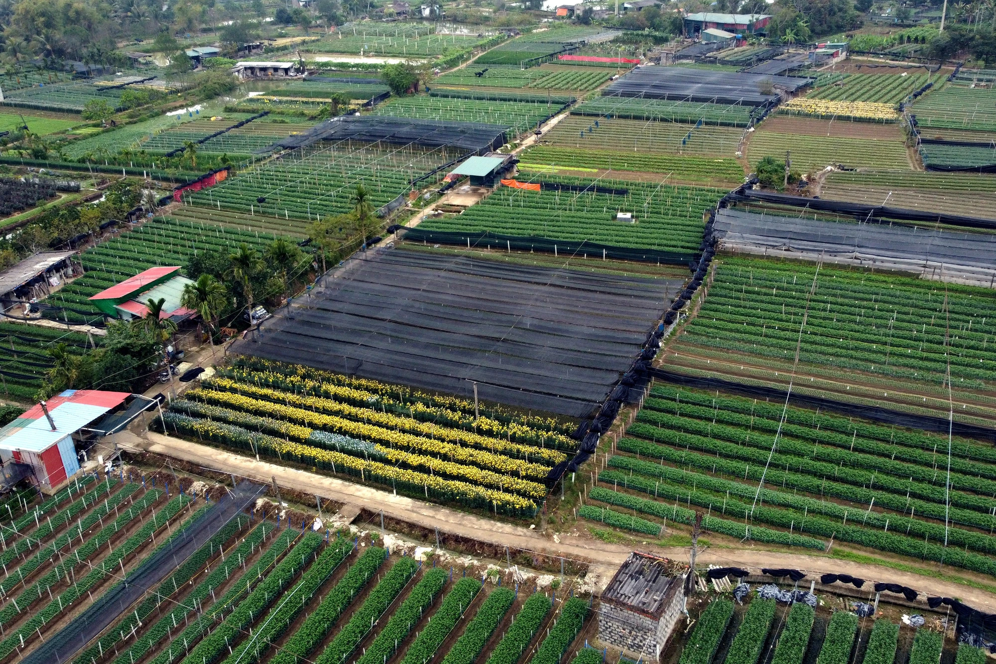 Cận cảnh làng hoa lớn nhất Thanh Hóa vào vụ Tết-16.JPG