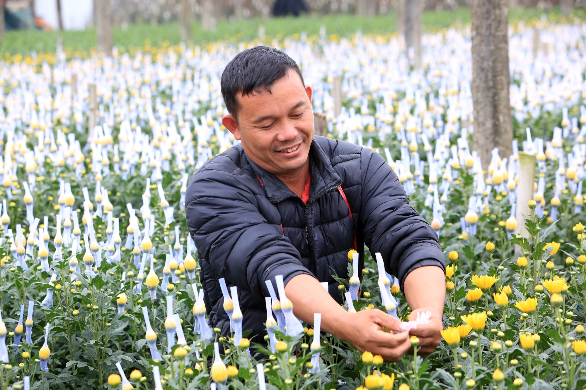 Làng hoa đông cương.jpg