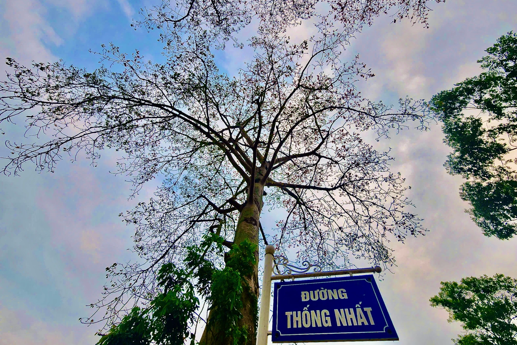 Chiêm ngưỡng hoa gạo đỏ rực bên sông Mã ở Thanh Hóa-15.jpeg